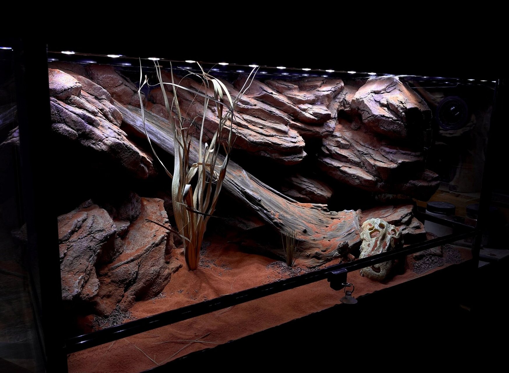 作为一个造景多面手,爬虫缸也必须走一个 这个是一个给鬃狮蜥做的一个