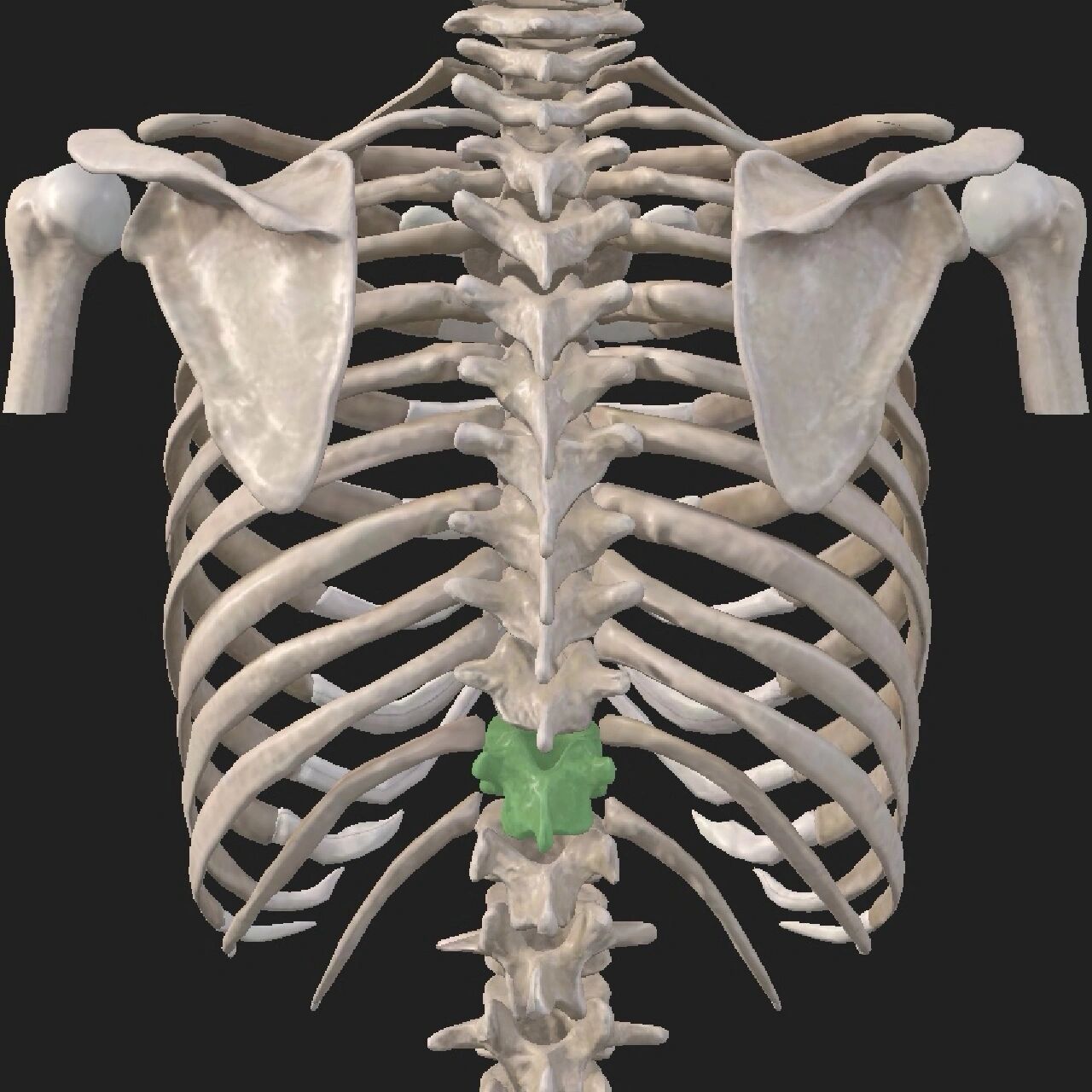 解剖"搬运工"第十一胸椎 胸椎:椎体从上向下逐渐增大,横断面呈心形.