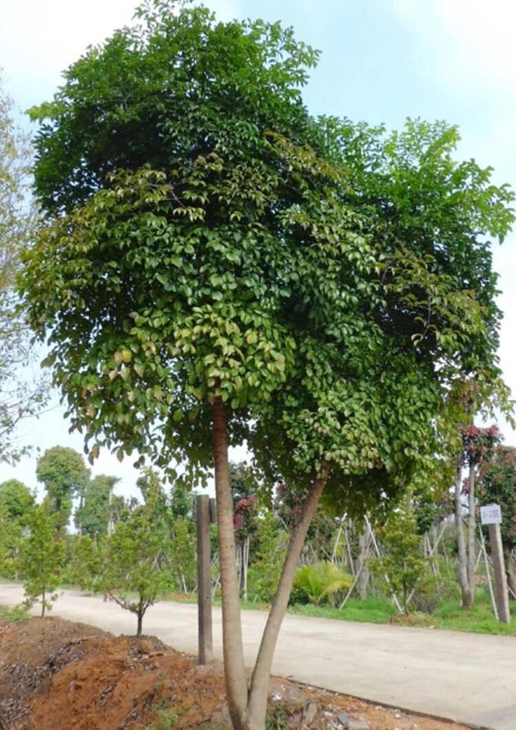 每天认识一种植物|幌伞枫