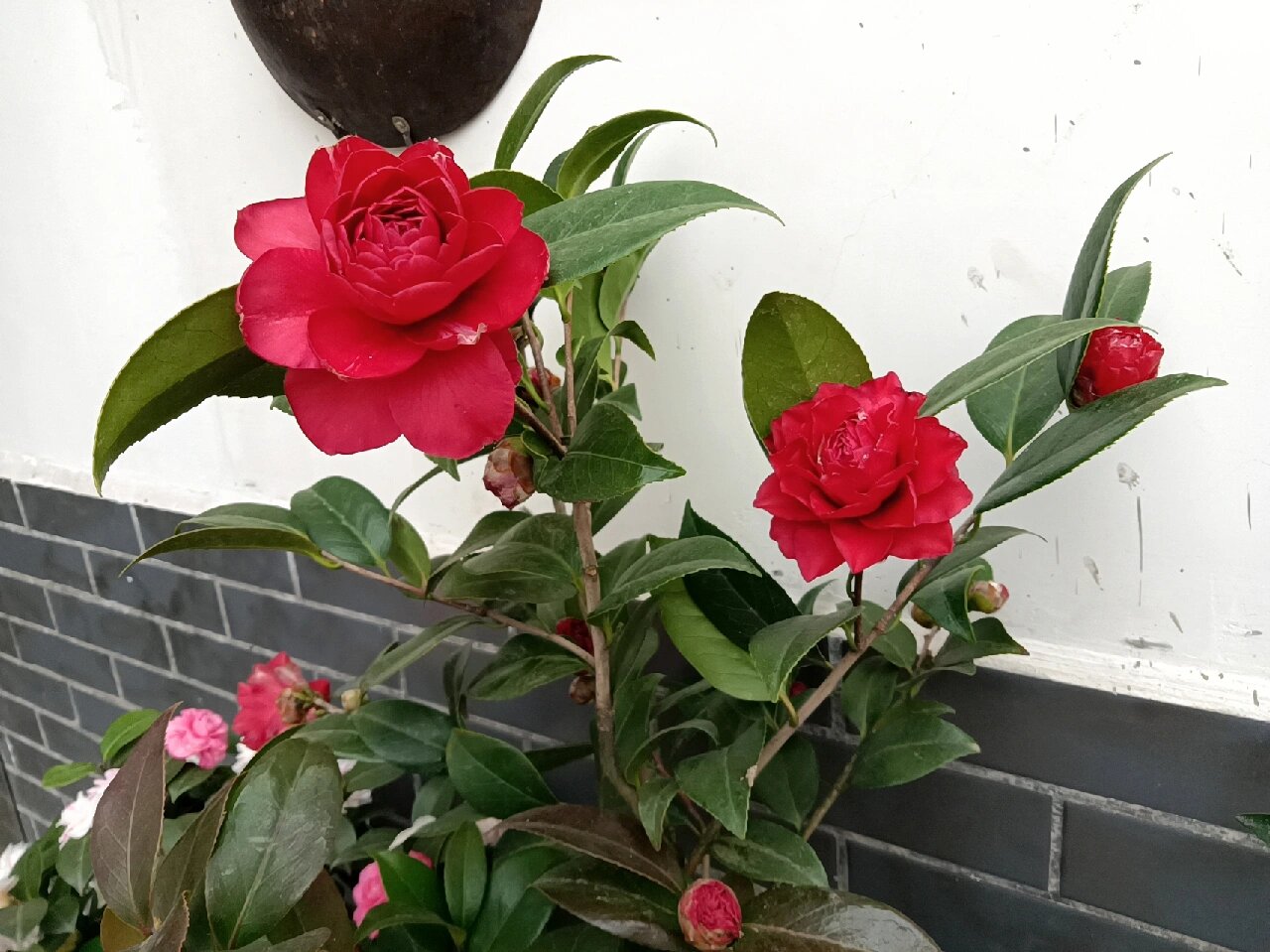 茶花伯拜范