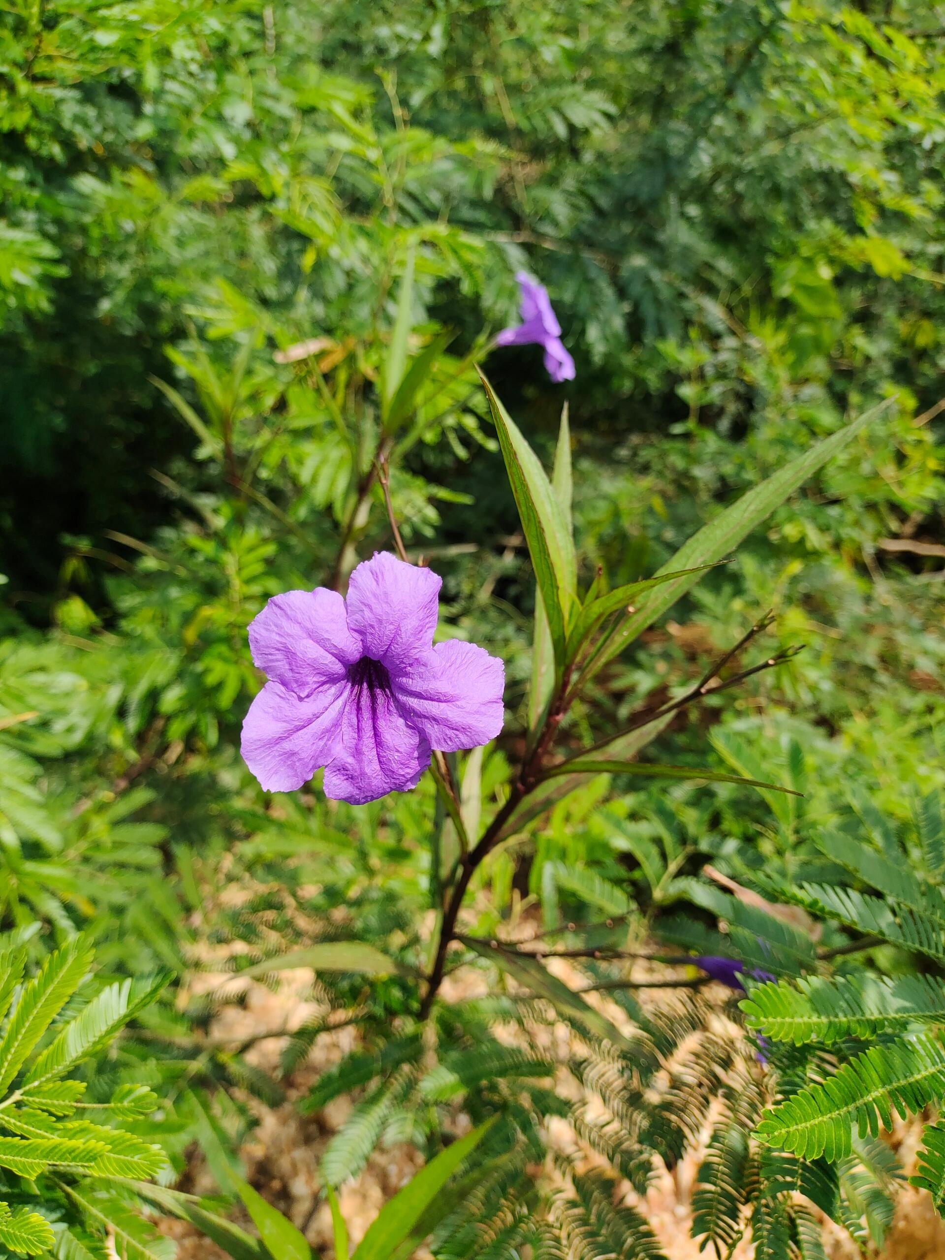 蓝靛草的资料图片