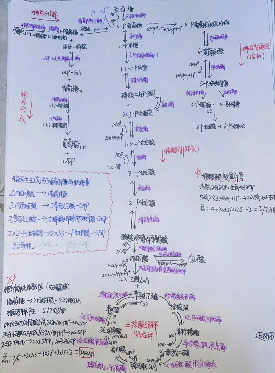 生化 糖代谢 思维导图