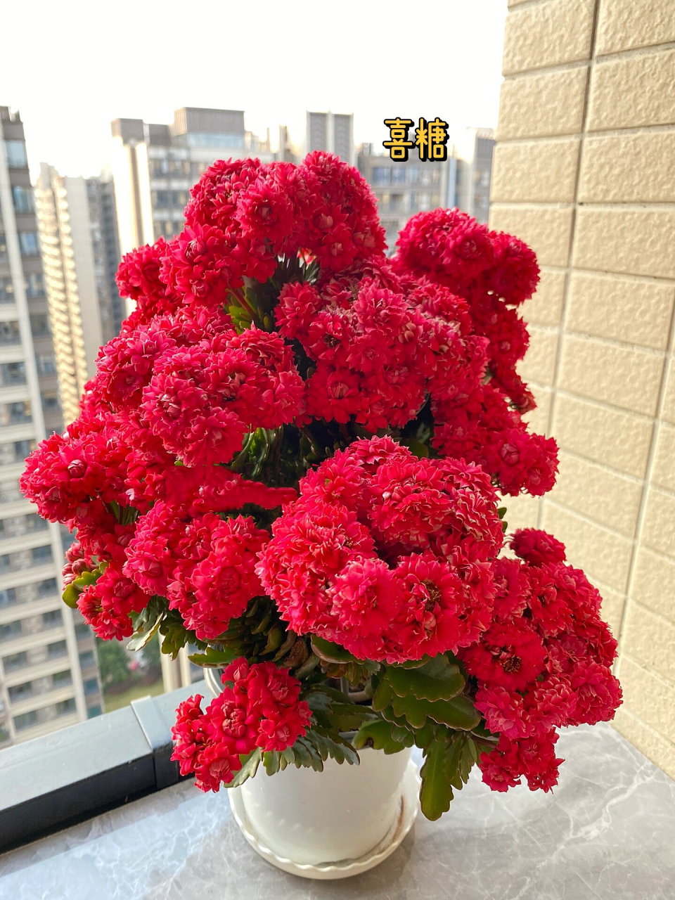 长寿花品种介绍与欣赏:大呲花:喜糖 喜糖这个品种花比较大,花瓣非常非