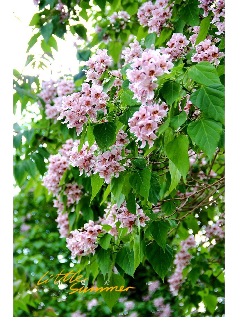 94花语:好运,爱情,幸福和希望.