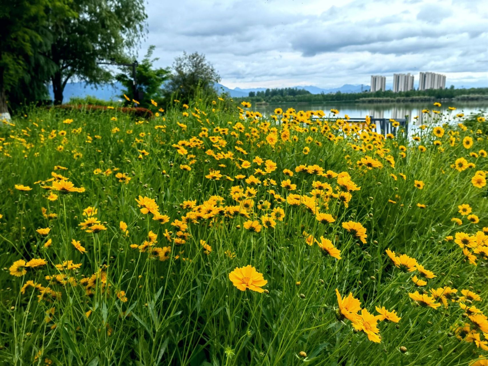 五月的汉中,来到汉江湿地公园,看风光旖旎,美景如画!