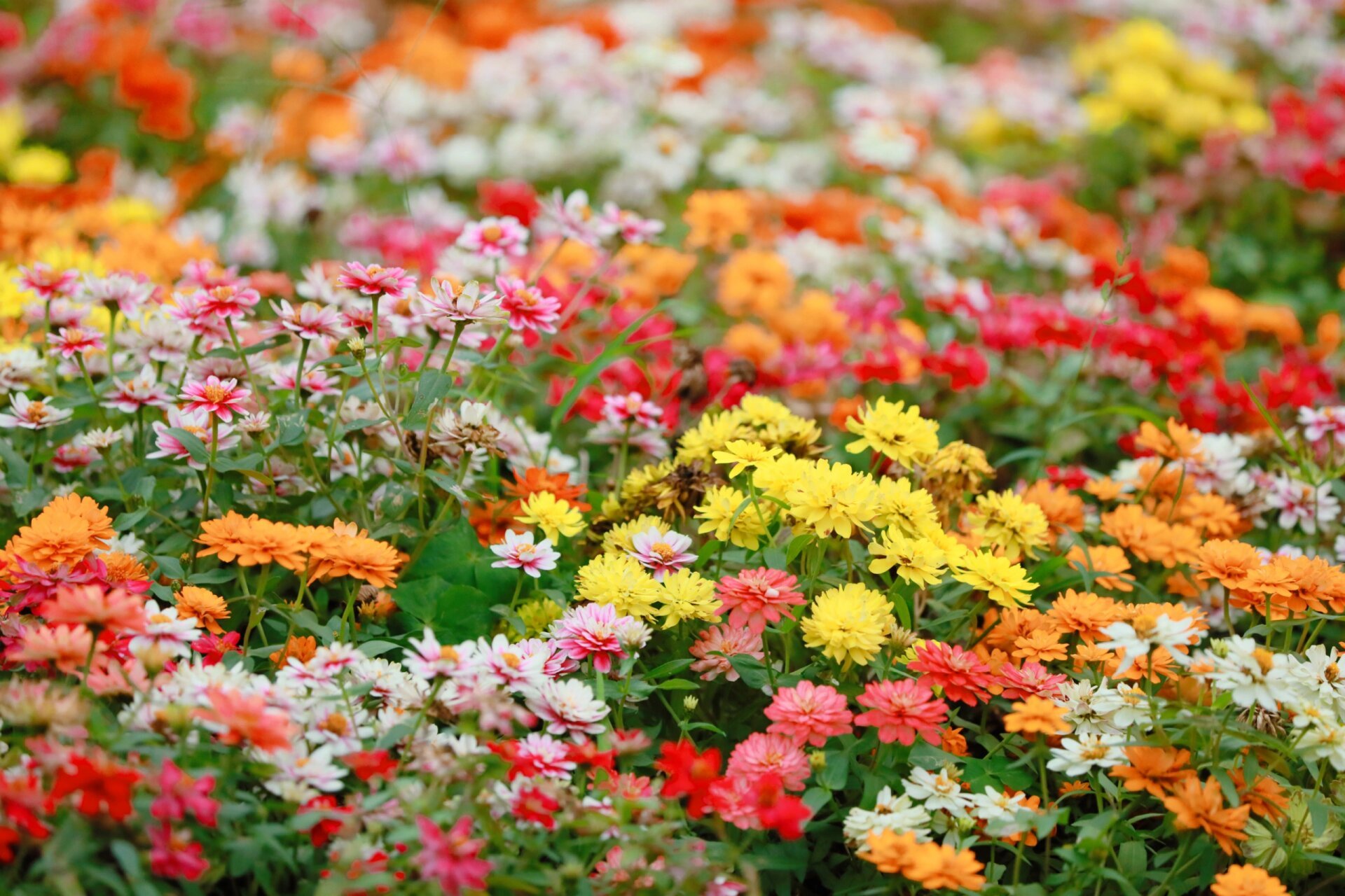 【厦门思明】植物园花卉园,三角梅梯田 09780999989007