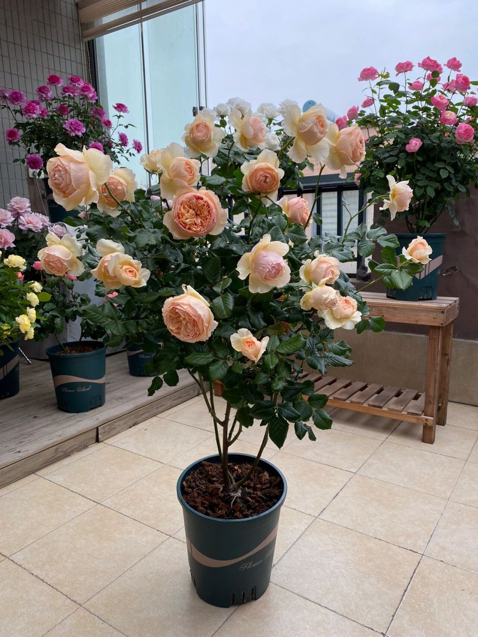 月季真宙 又大又香的包子