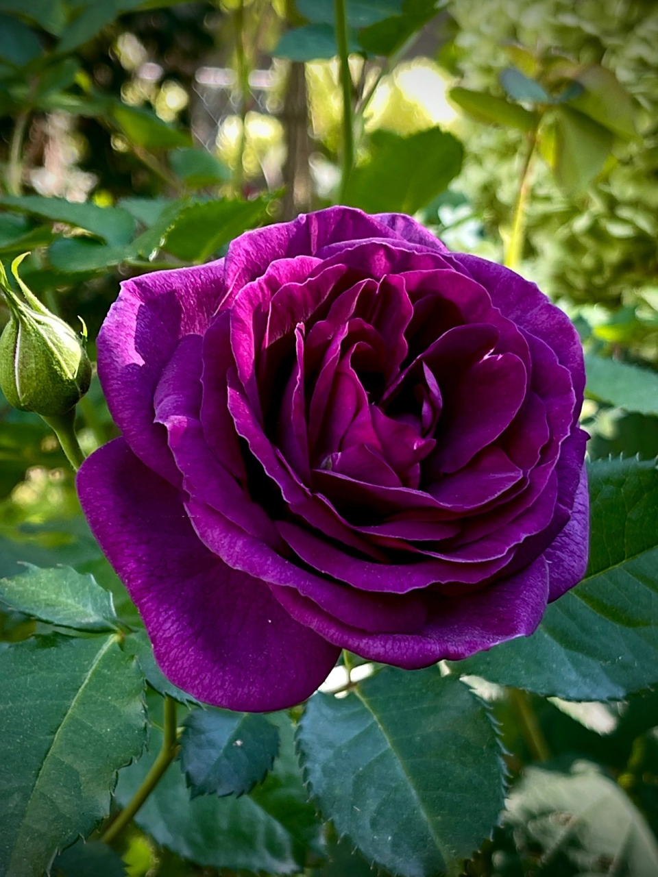 深紫色月季 minierva/密涅瓦 渐入深秋,日夜温差也逐渐增加,月季"mini