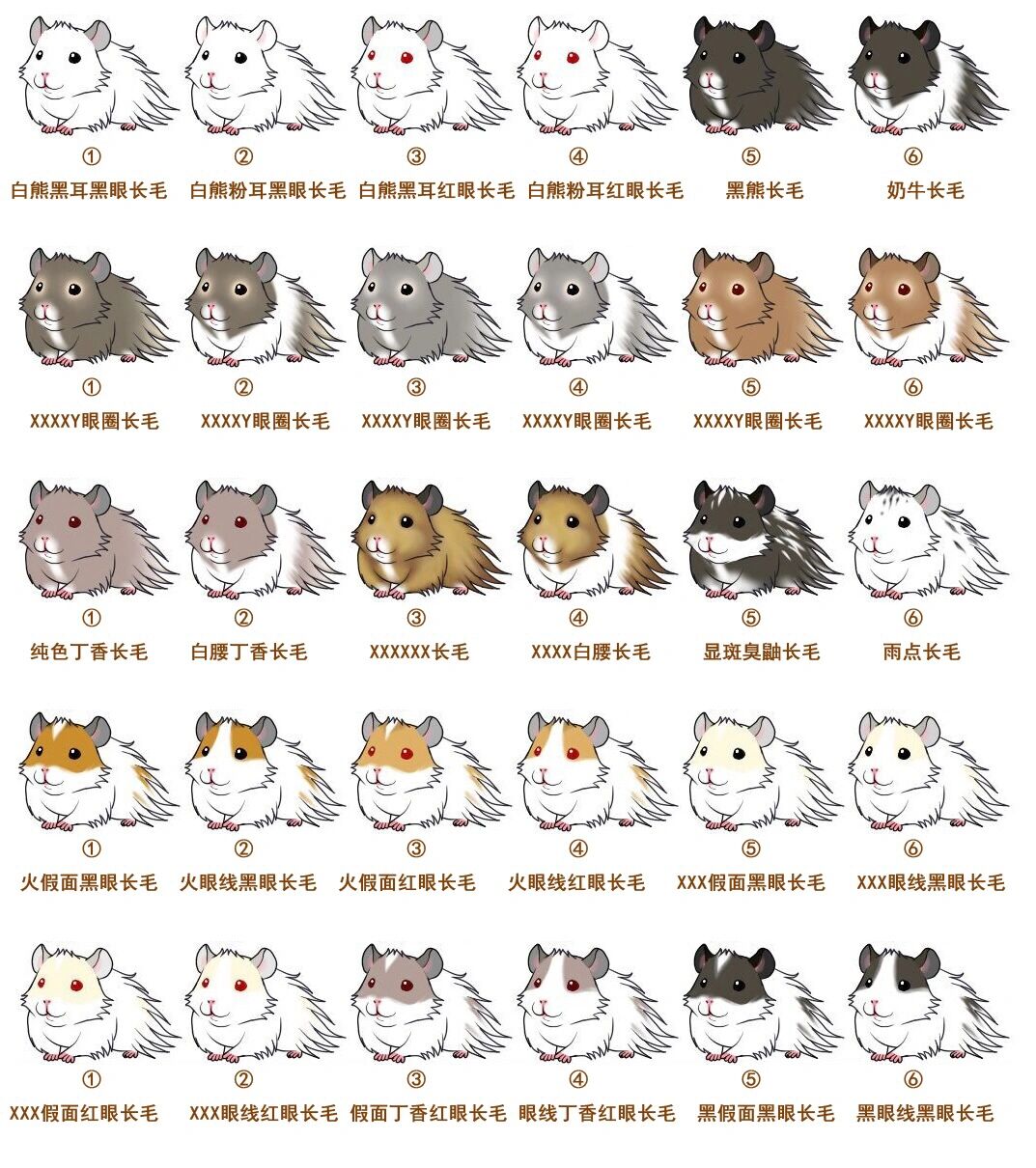 金丝熊新手必看科普篇--品种花色对照图 96金丝熊又叫叙利亚仓鼠