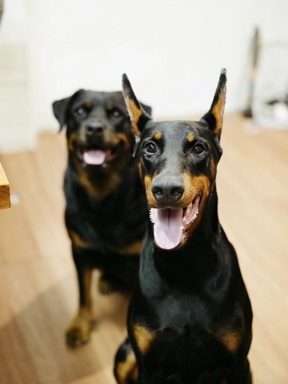 我同时拥有两个小朋友~ 有点资格形容形容它们 	 杜宾和罗威纳都有分