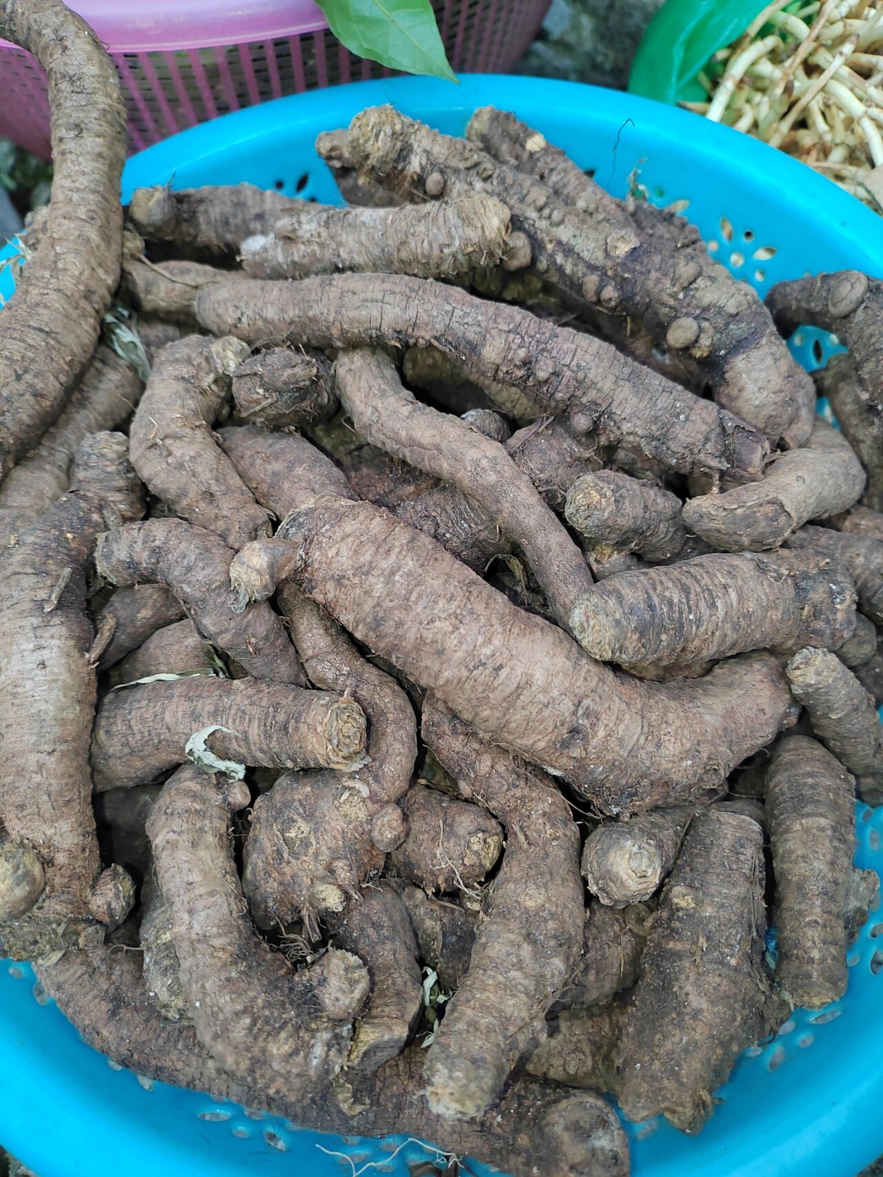 野生山麒麟,红番薯