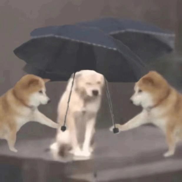 淋雨小狗撑伞表情包系列
