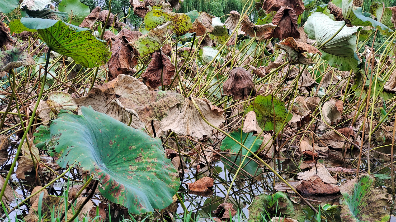 吉安随拍:秋天的荷叶,别有一番韵味!