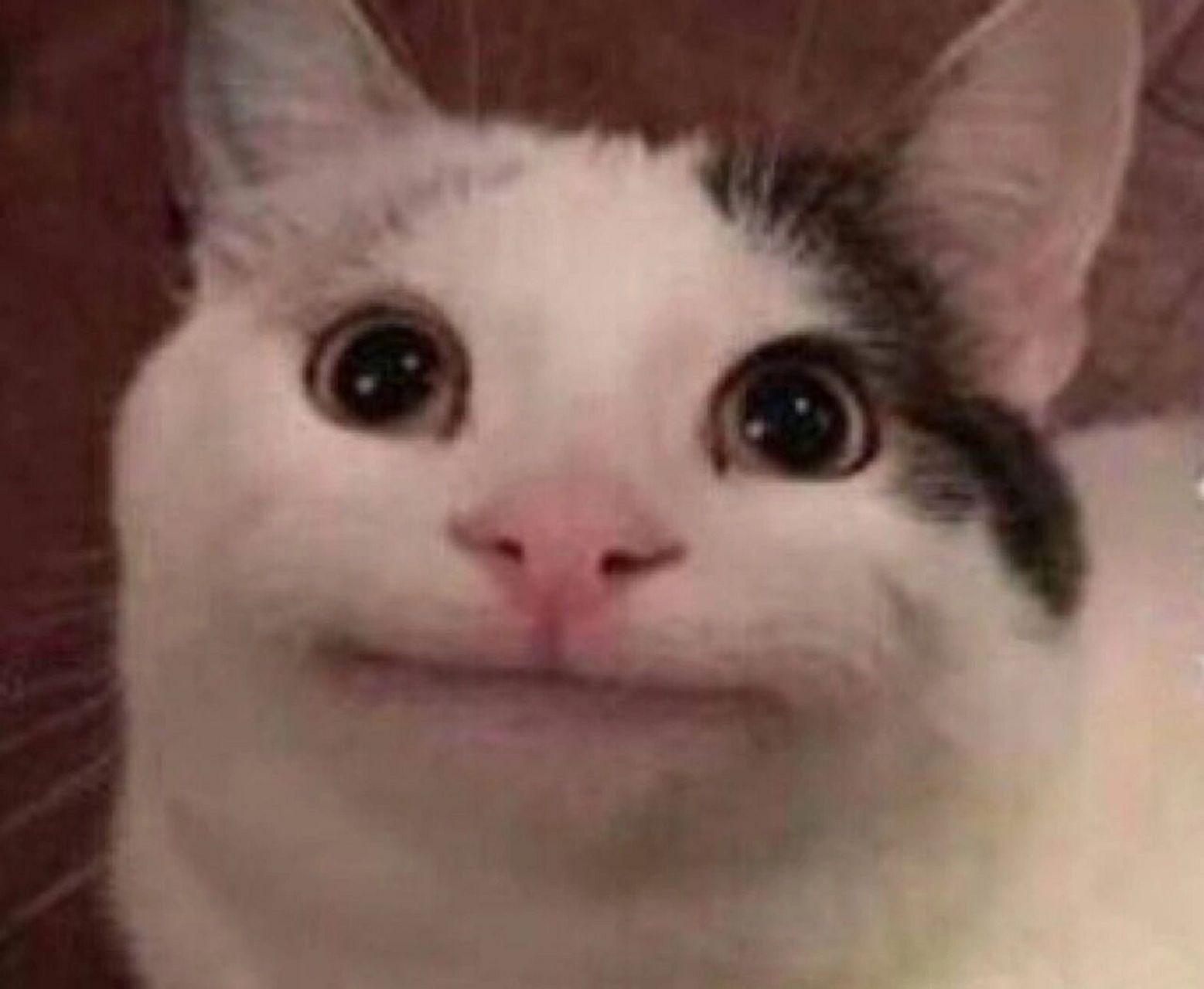 beluga与hecker猫头像 油罐搬运