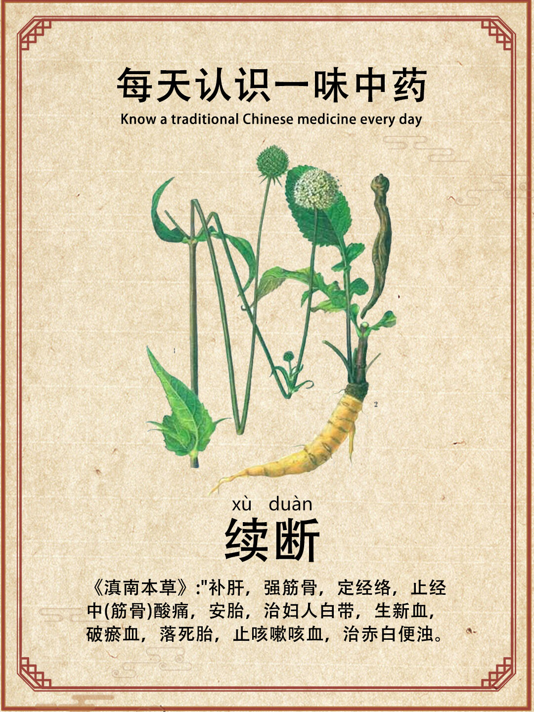 每天认识一味中药-续断 1,别名:川续断,和尚头,山萝卜 2,性味归经:苦