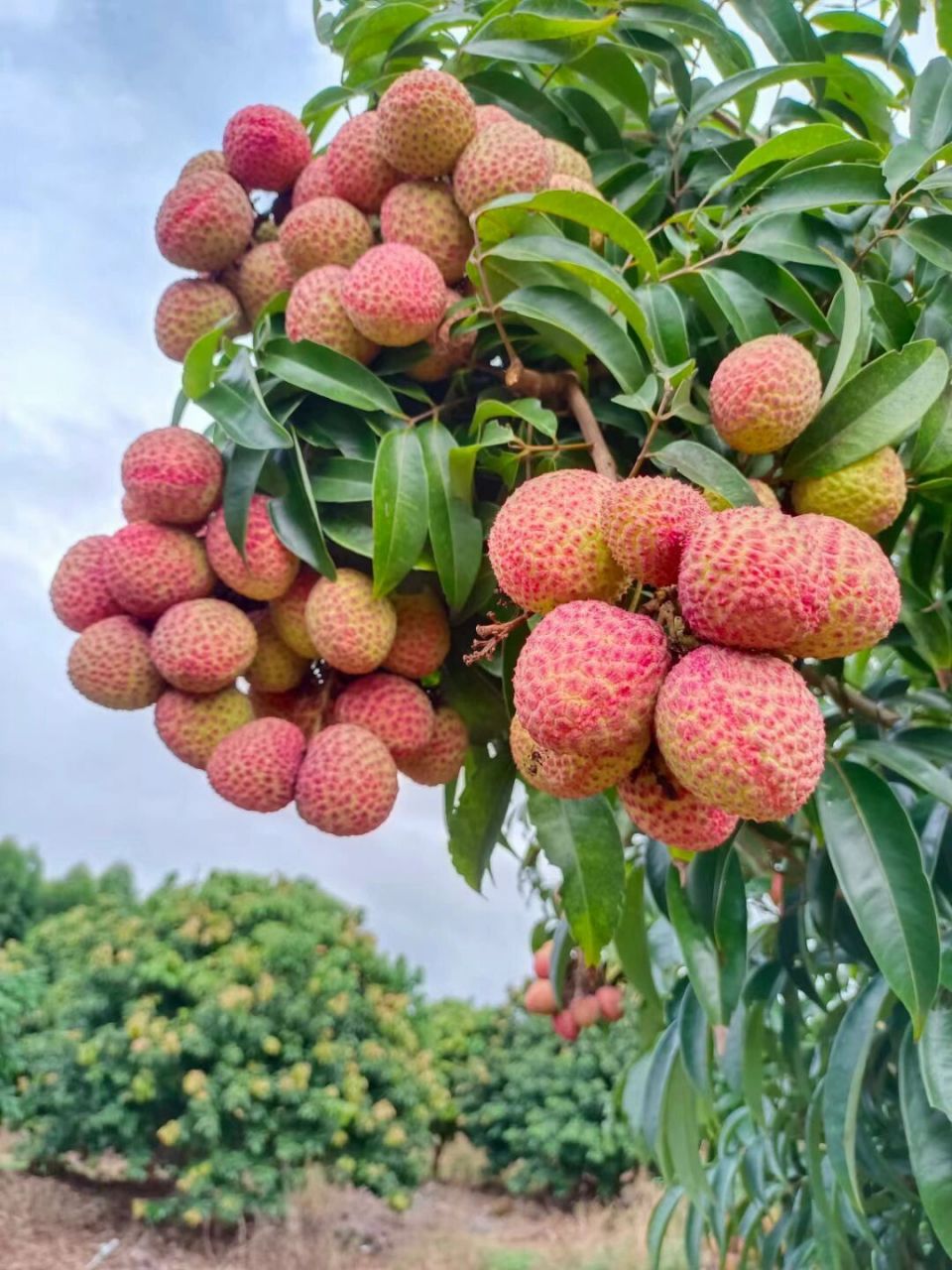 一串!大!荔枝! 仙桃荔枝,华南农业大学研究成果:仙桃荔!