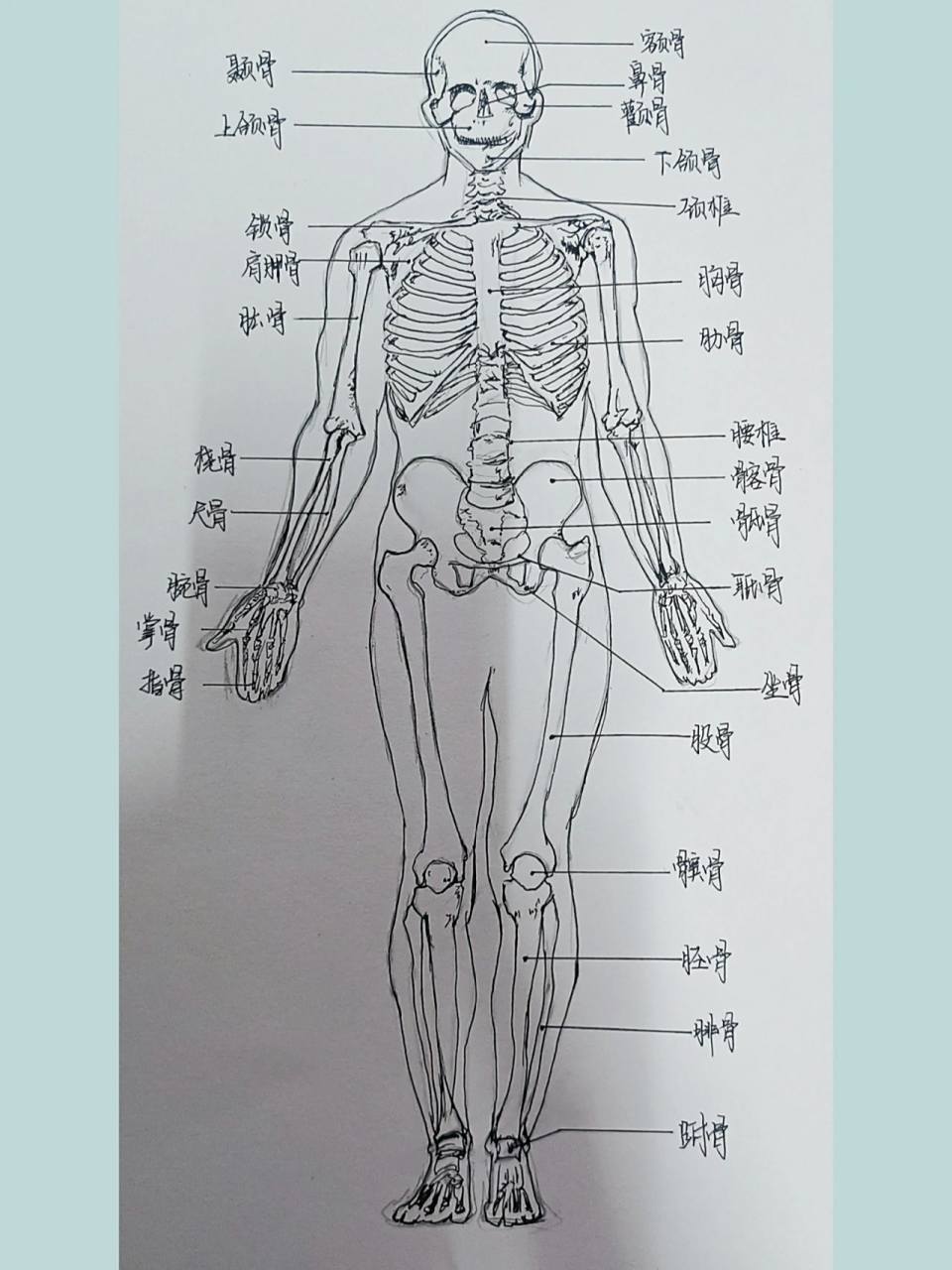 人体骨骼图(素描 速写) 人体骨骼图(素描 速写)