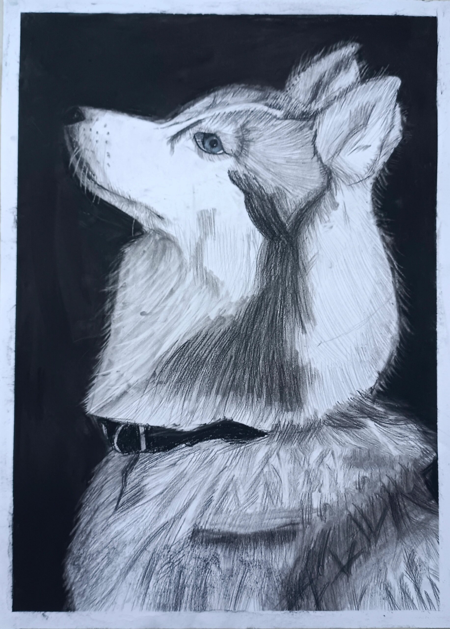 动物素描 我学画画已经六年了,现在我已经小升初啦!