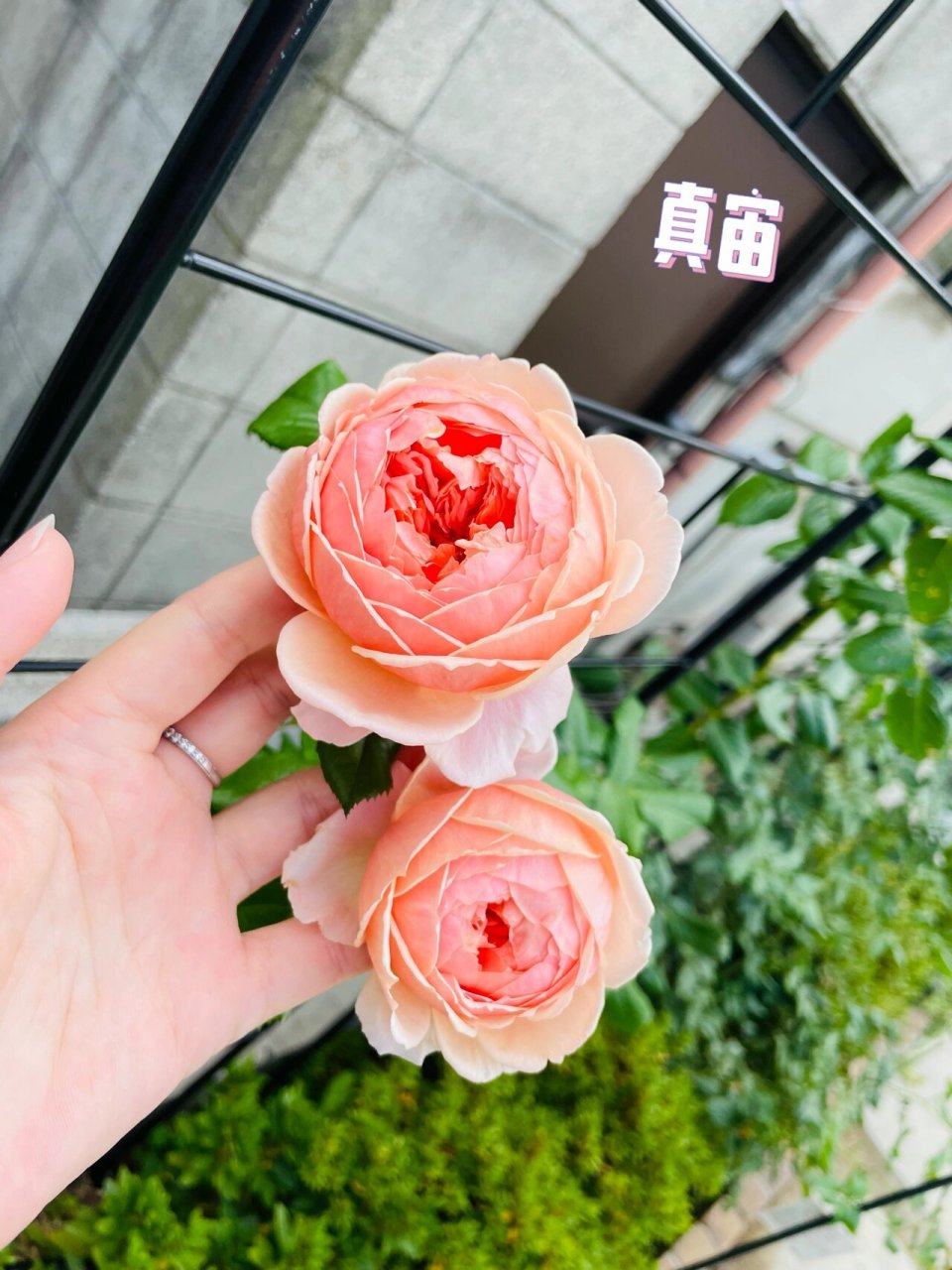 更一波新鲜的月季 被种草了没想到实物这么好看!