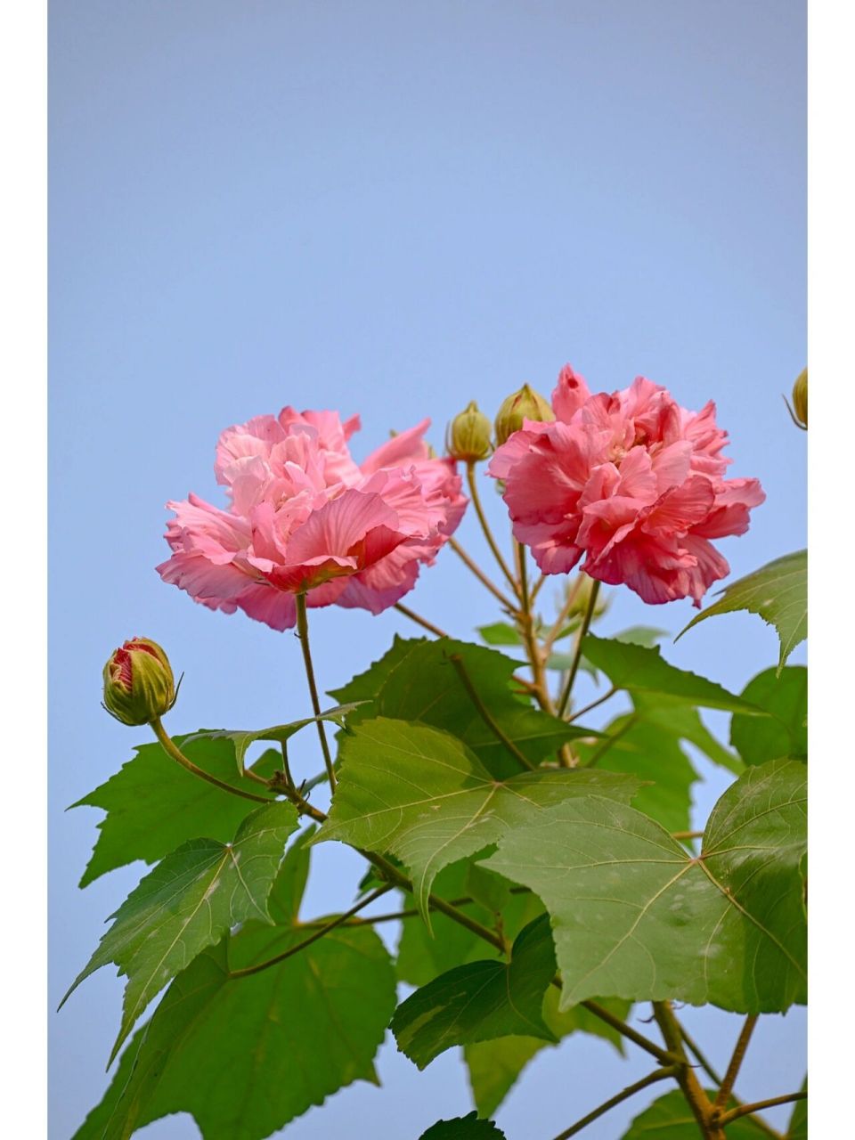 远望芙蓉花,整片绿叶上飘浮着淡淡的一层粉红.