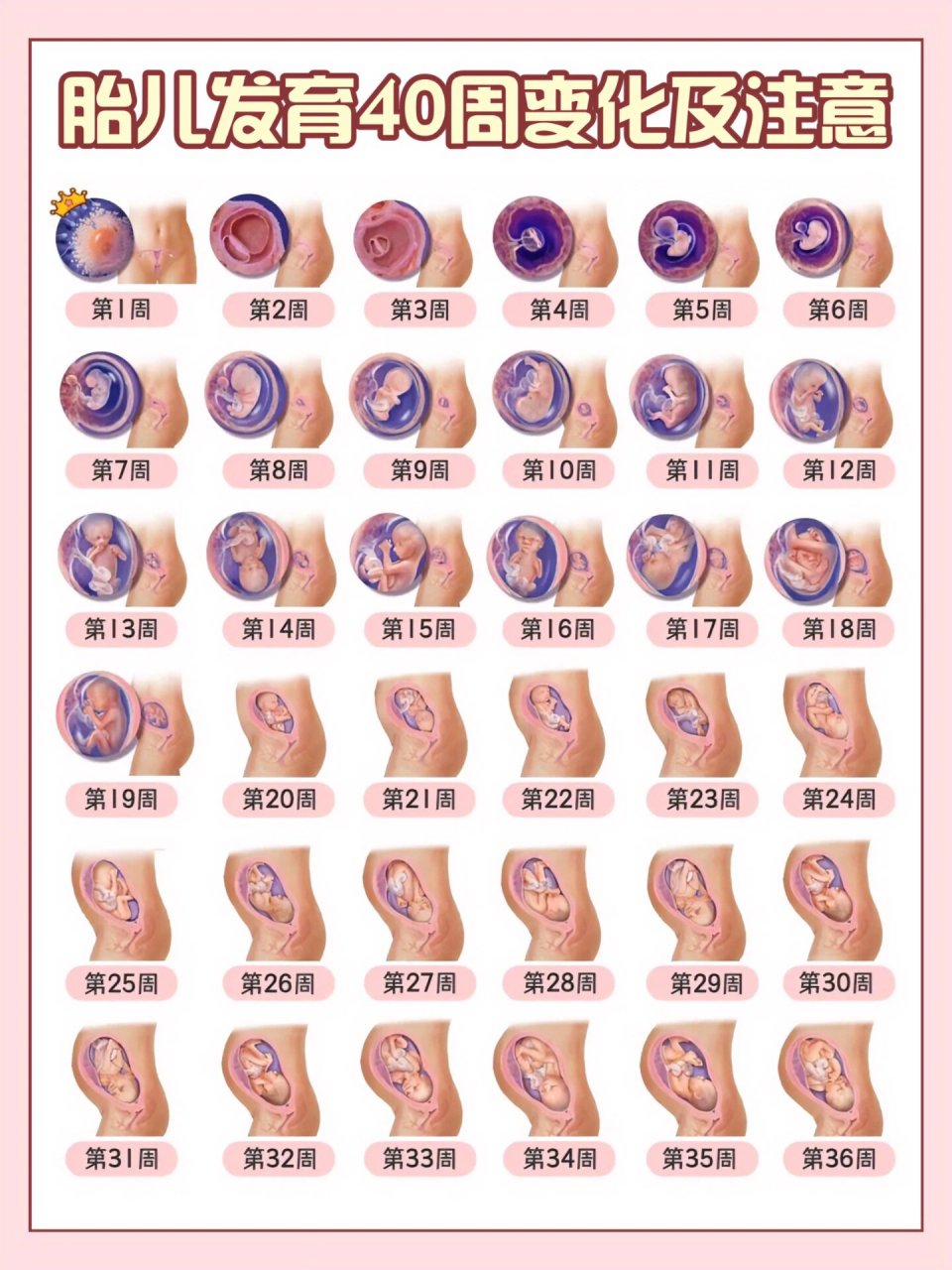 图解胎儿在麻麻体内的发育全过程05 从怀孕第一周开始,受精卵经过