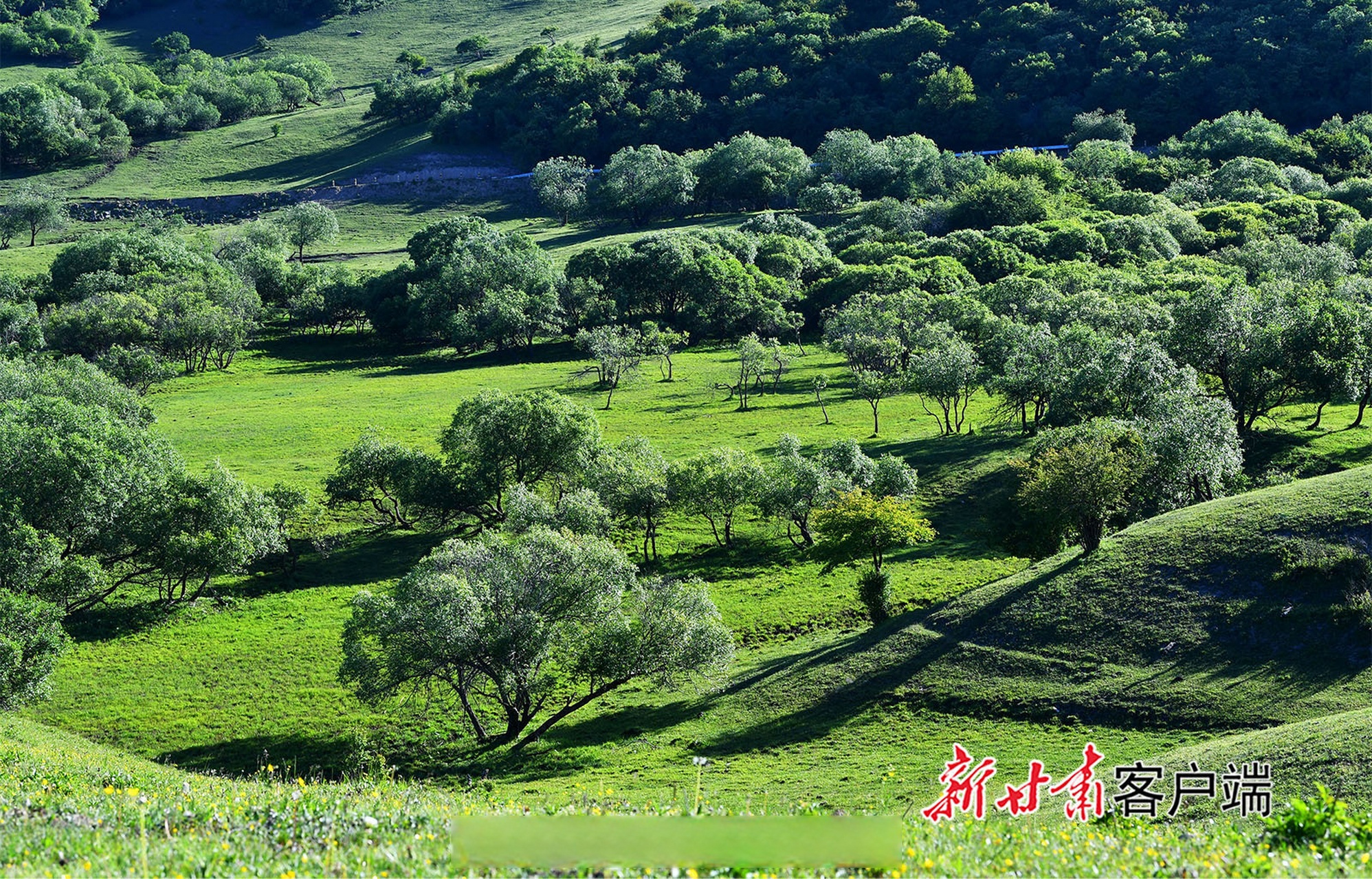 陇上美景##天水张家川草原牧场风景如画#