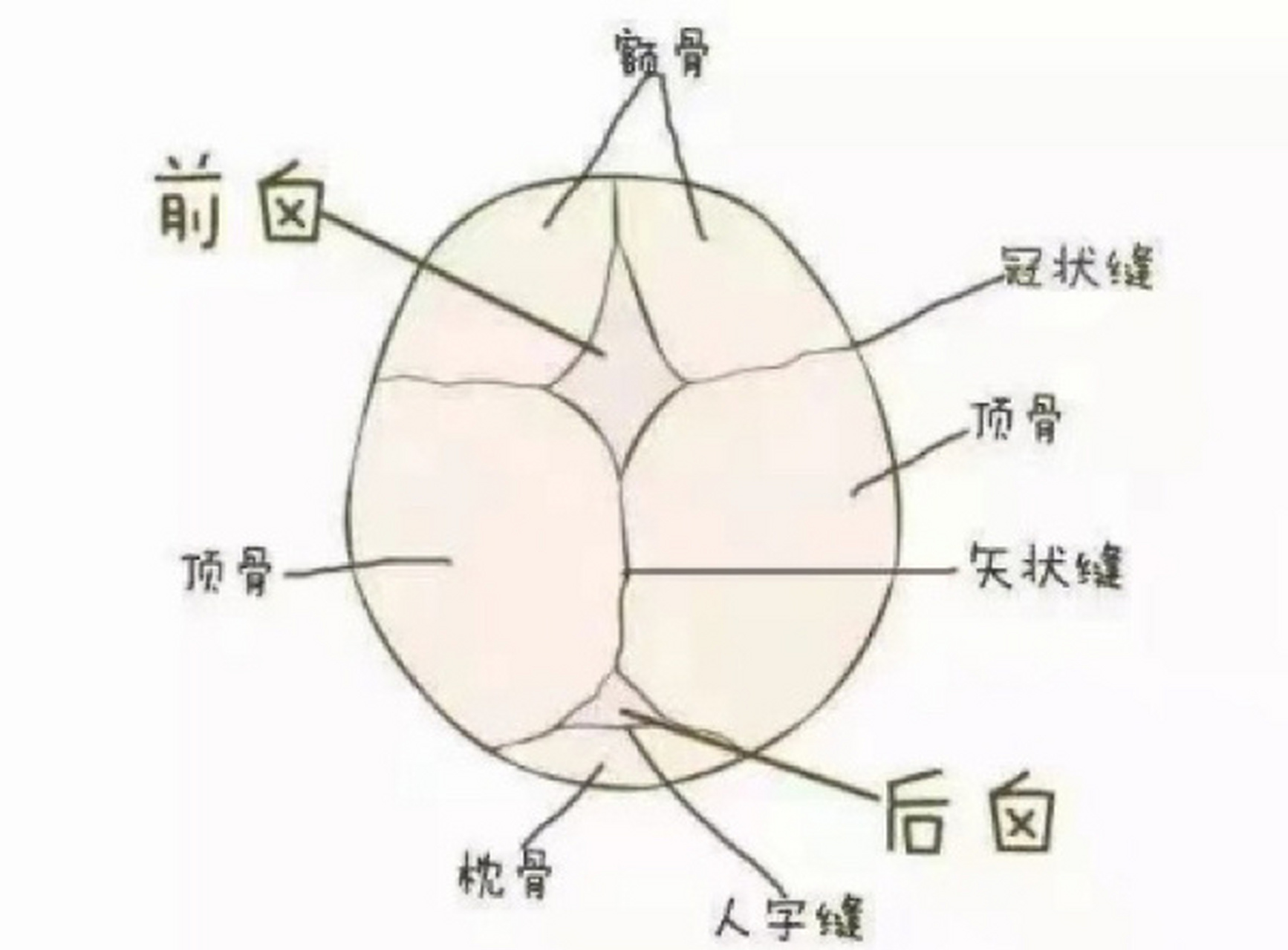 宝宝囟门的特点 新生儿的发育,是有自己的特点的.