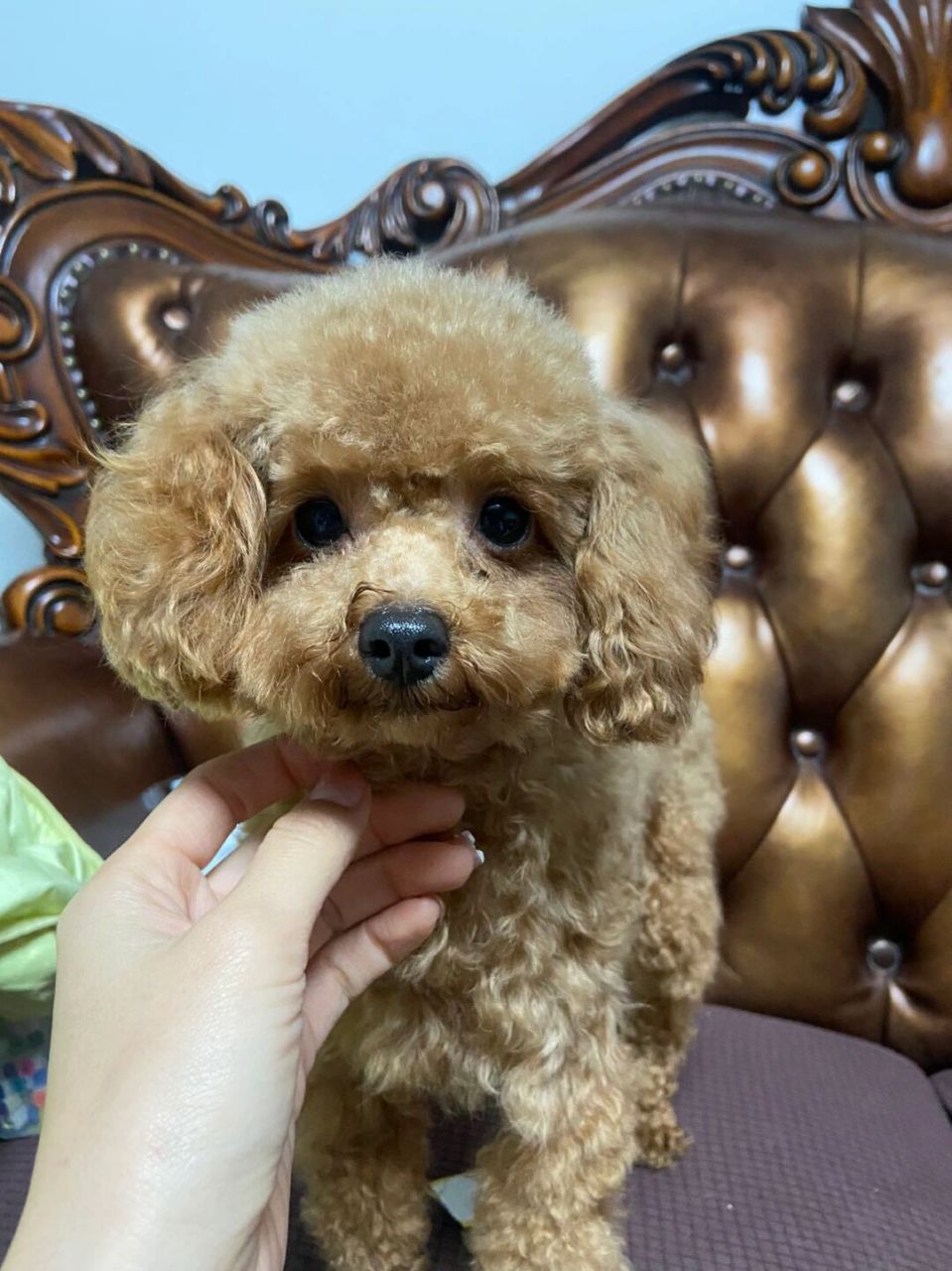 能生出什么颜色宝宝 友友们,灰色泰迪爸爸和棕色泰迪妈妈能生出什么