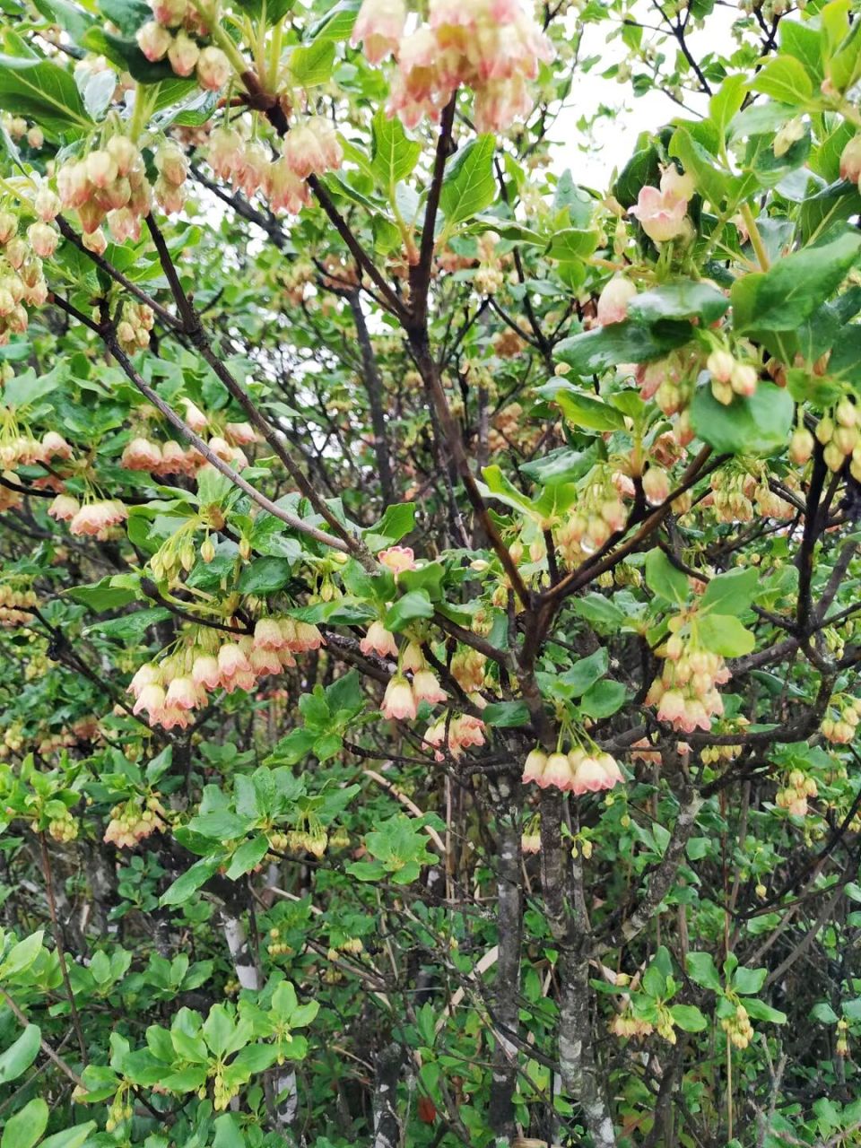 名花名树图片大全图片