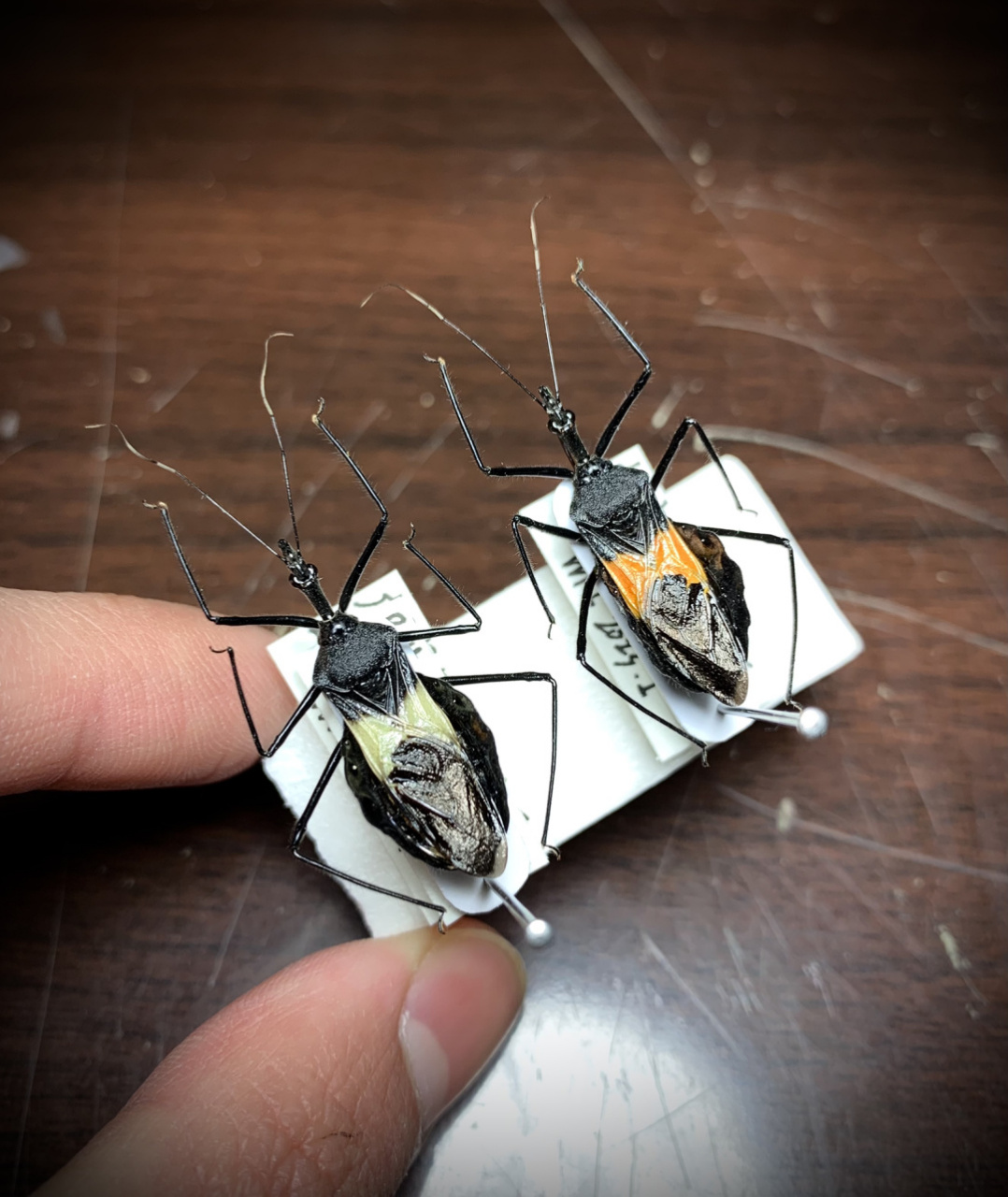 标本分享～黄带犀猎蝽的两种色型 自己从苗带大的黄带,有两种颜色表现