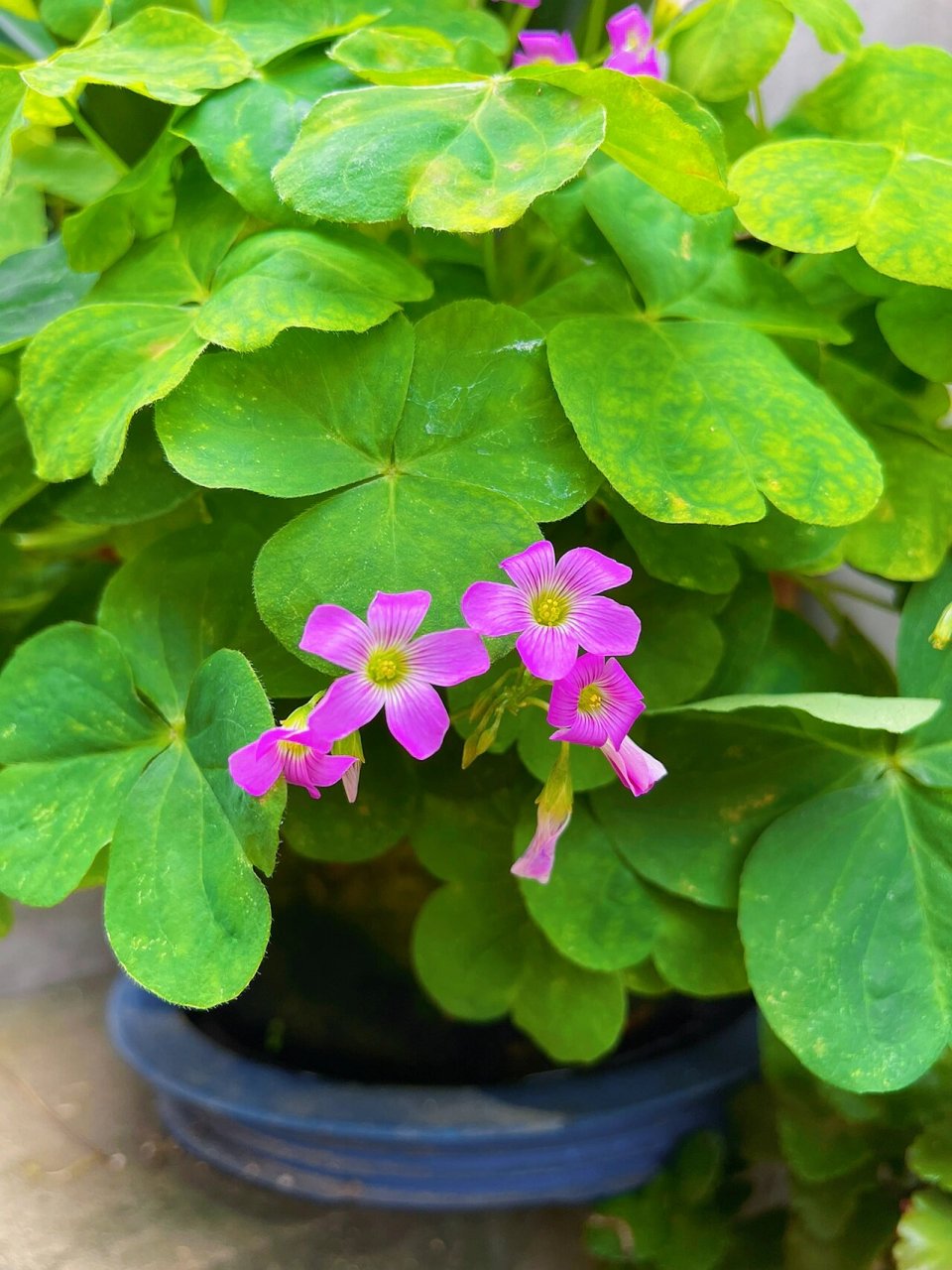 红花酢浆草 别名:大酸味草,南天七,夜合梅,大叶酢浆草,三夹莲 性味:酸