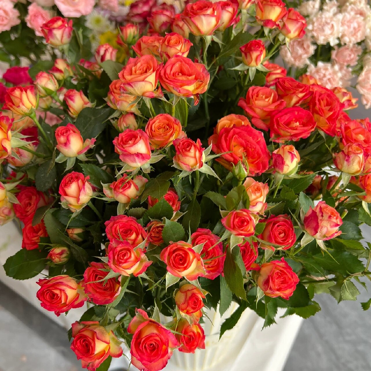 多头玫瑰·爱丽丝 明媚阳光的花色 花期很长