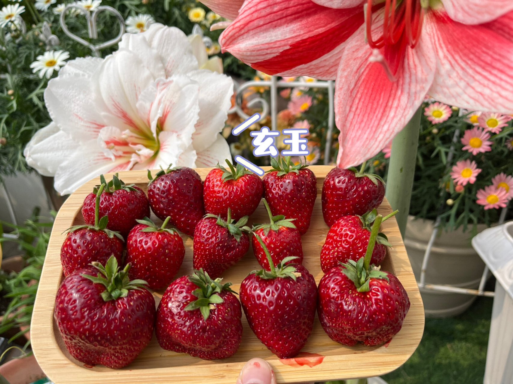 去年我刷到广东草莓大神虾儿才知道了玄玉草莓,现在种出来真发现玄玉