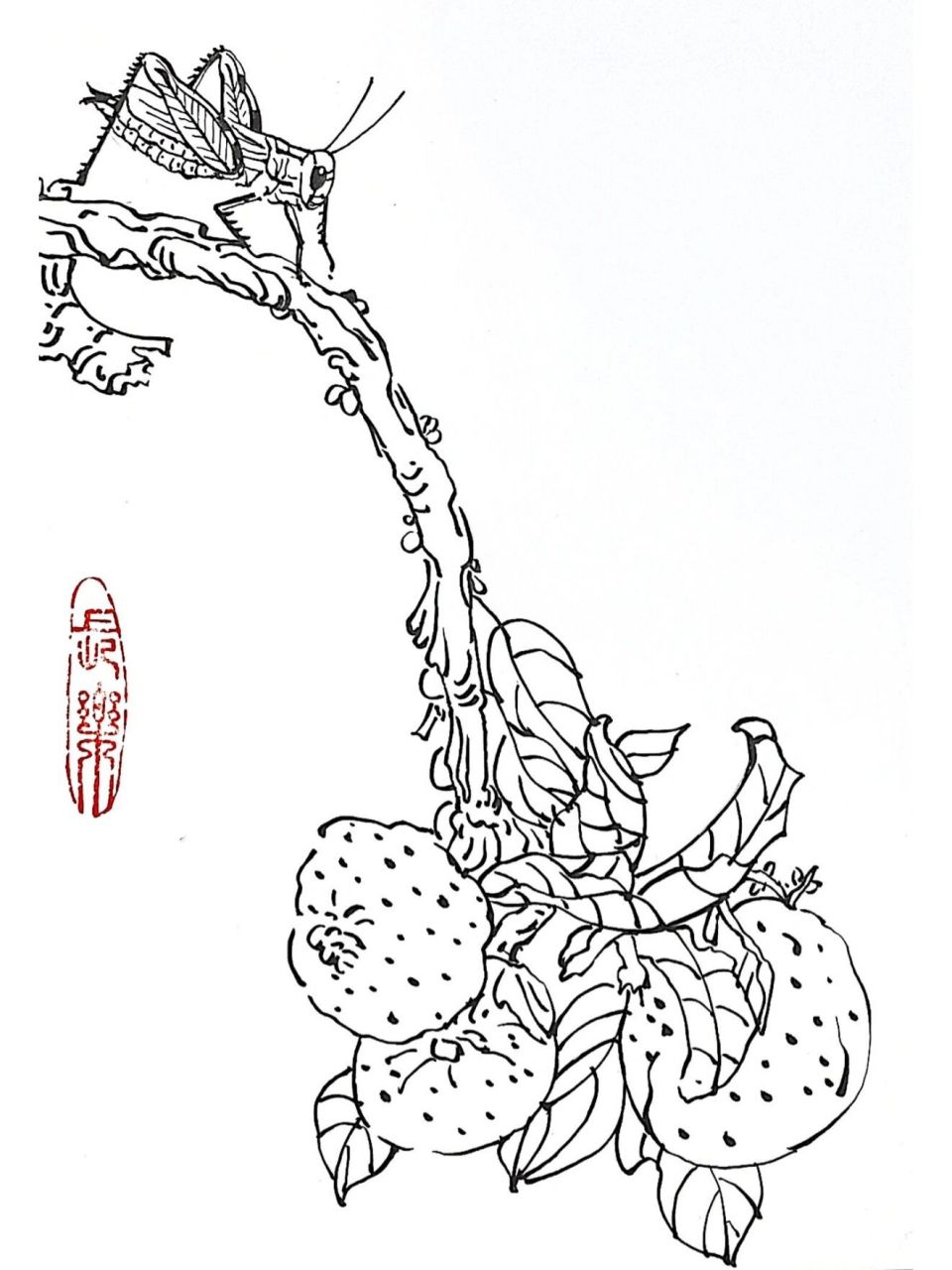 石榴蚂蚱白描图 材料:小楷笔 #画画# #白描# #线描# #创意线描# #黑白