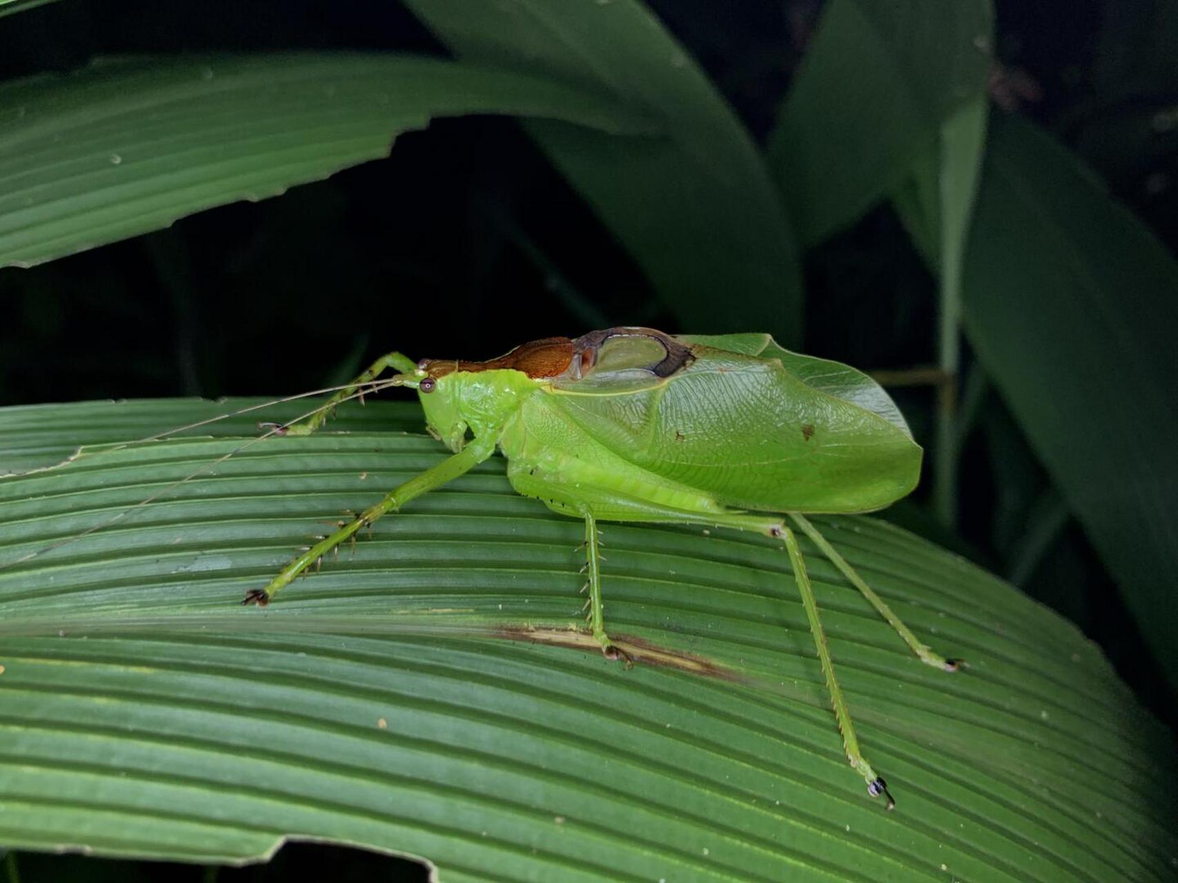 绿绿的似织螽和其他奇特的虫虫[害羞]#昆虫世界# #螽斯# #大自然# #这