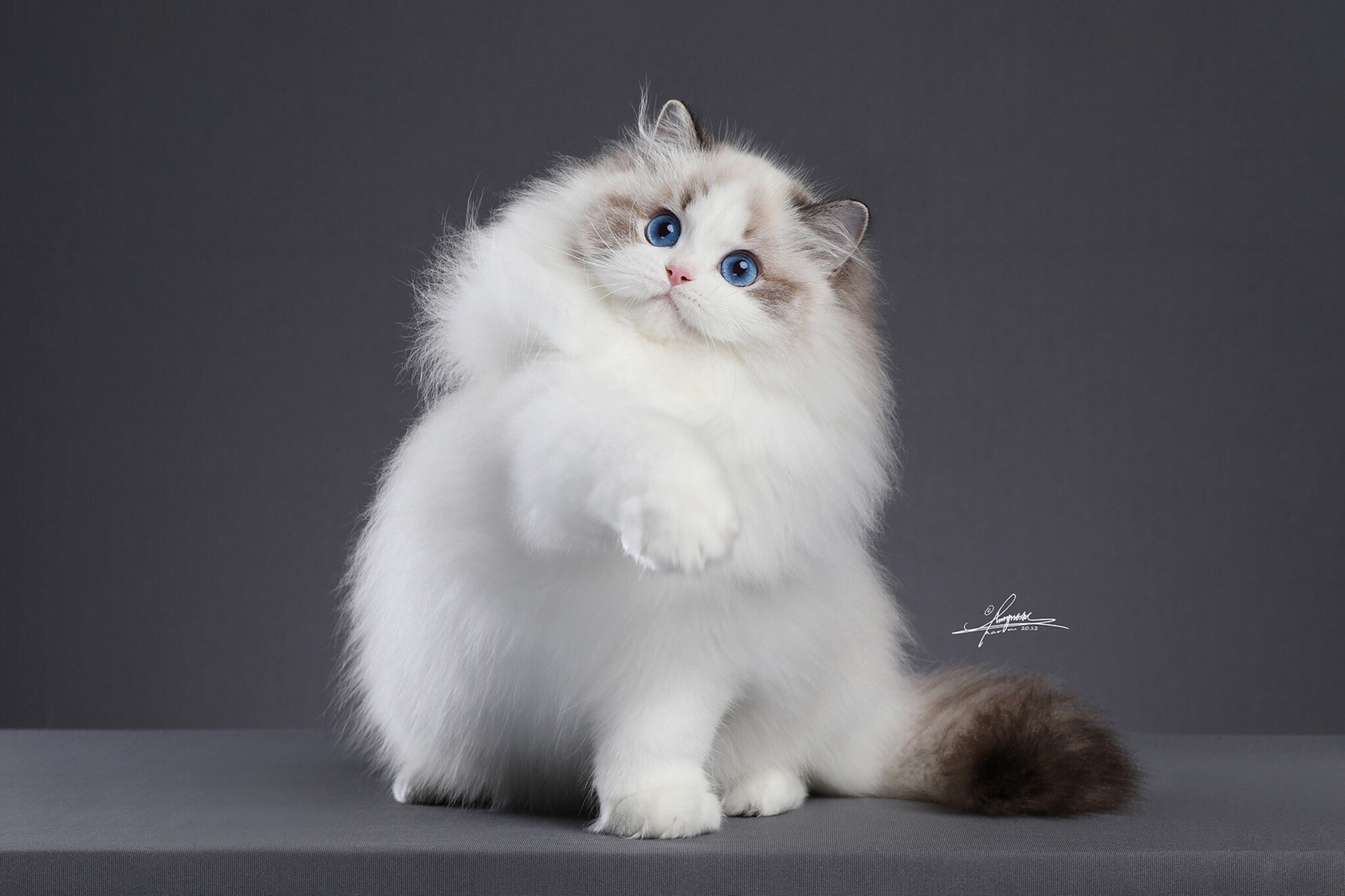 布偶猫美照 艺术照出炉了. 谢谢把豆豆拍的这么美