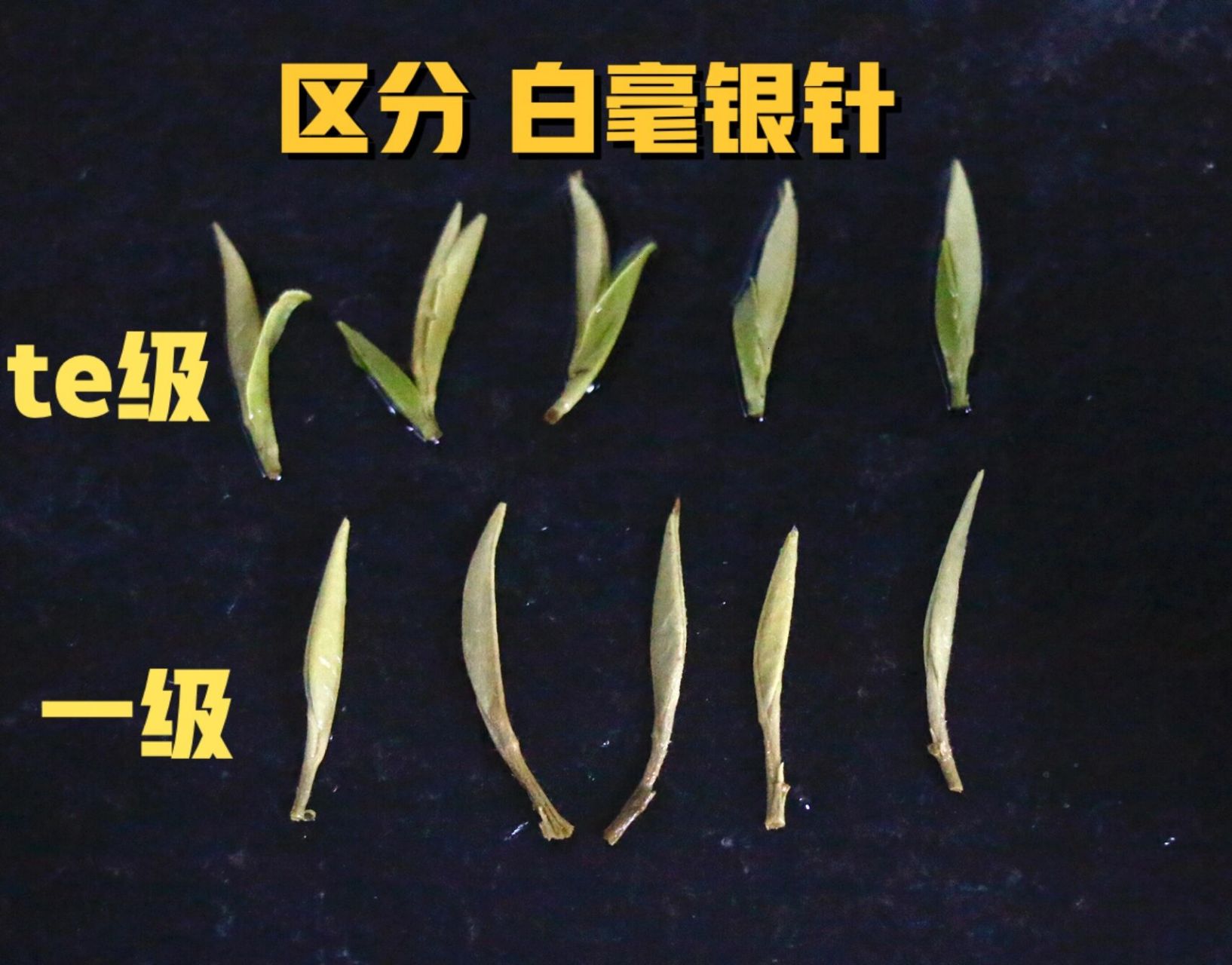 如何区分银针白茶 福鼎白茶白毫银针分为2个等级《te级》《一级》  te