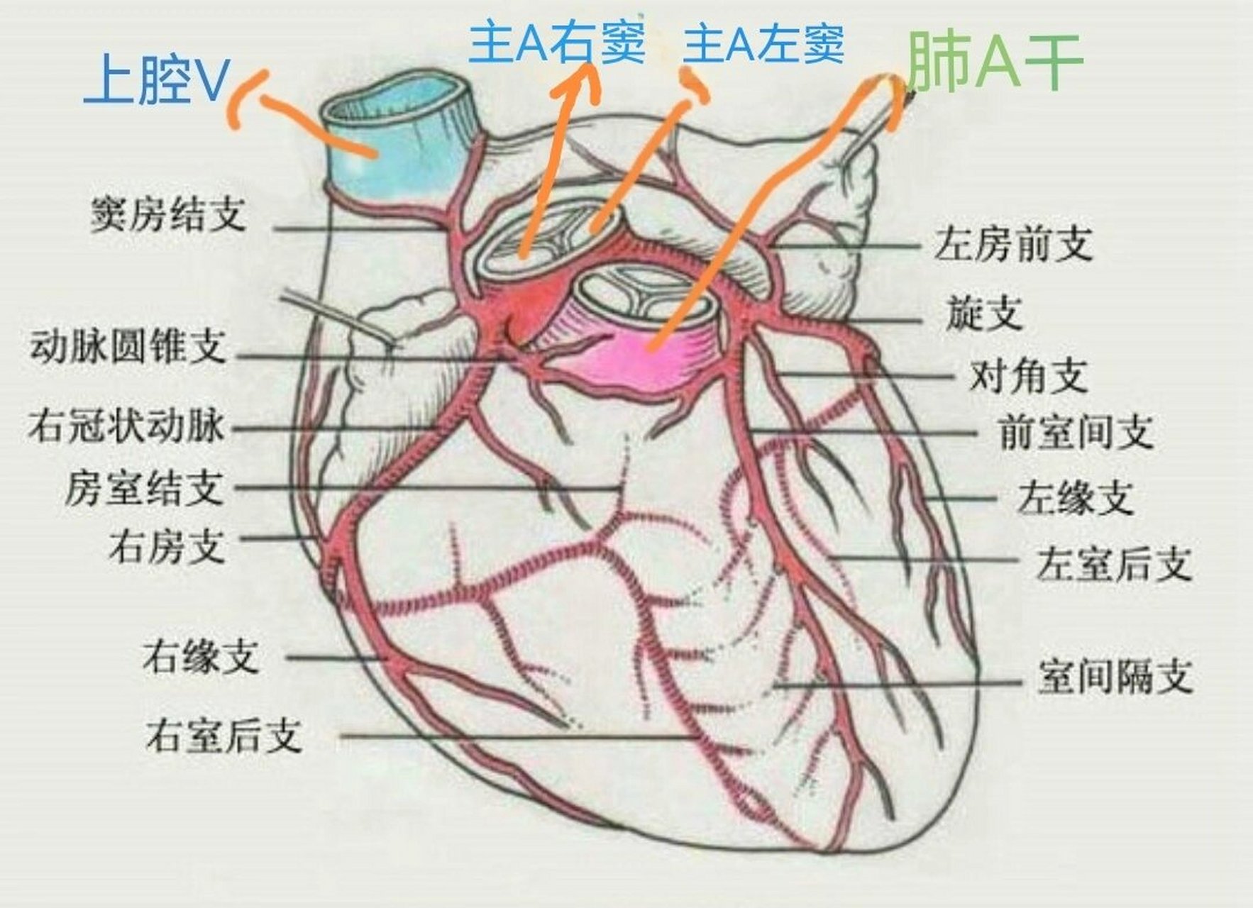 心室心房与动脉关系图图片