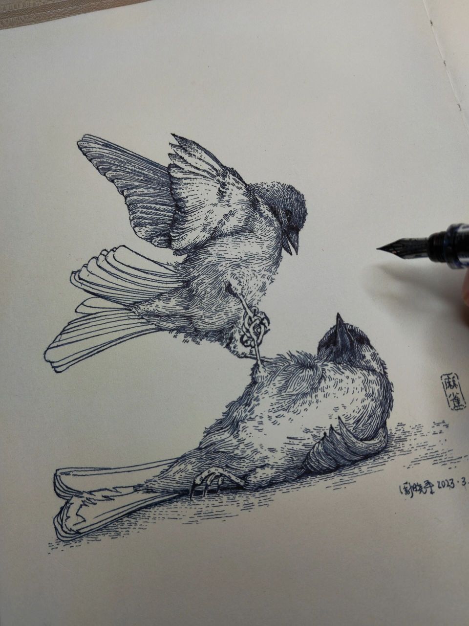 麻雀飞行素描图片