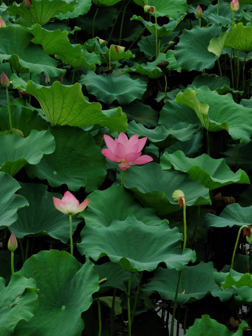 田田 正是赏荷好时节 去到一个小山村里面,连绵几十亩的荷塘,荷香扑鼻