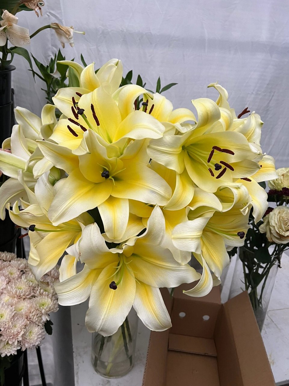 百合之王95黄天霸香水百合96花苞硕大香味浓 一丝清新淡雅 ,馥郁