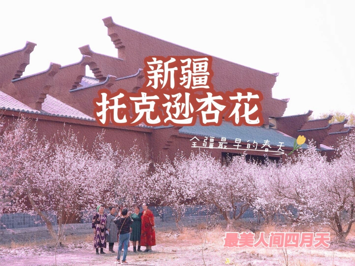 2021年托克逊杏花攻略,邂逅一场杏花雨
