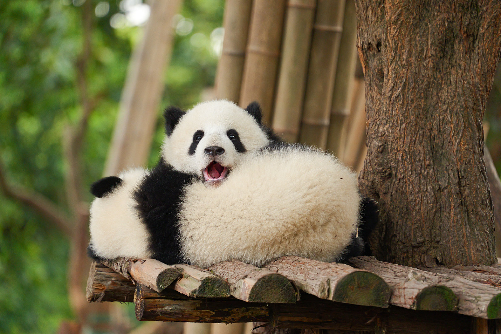 和小视一起云吸熊猫~ 图片来源:视觉中国 更多可爱熊猫美图