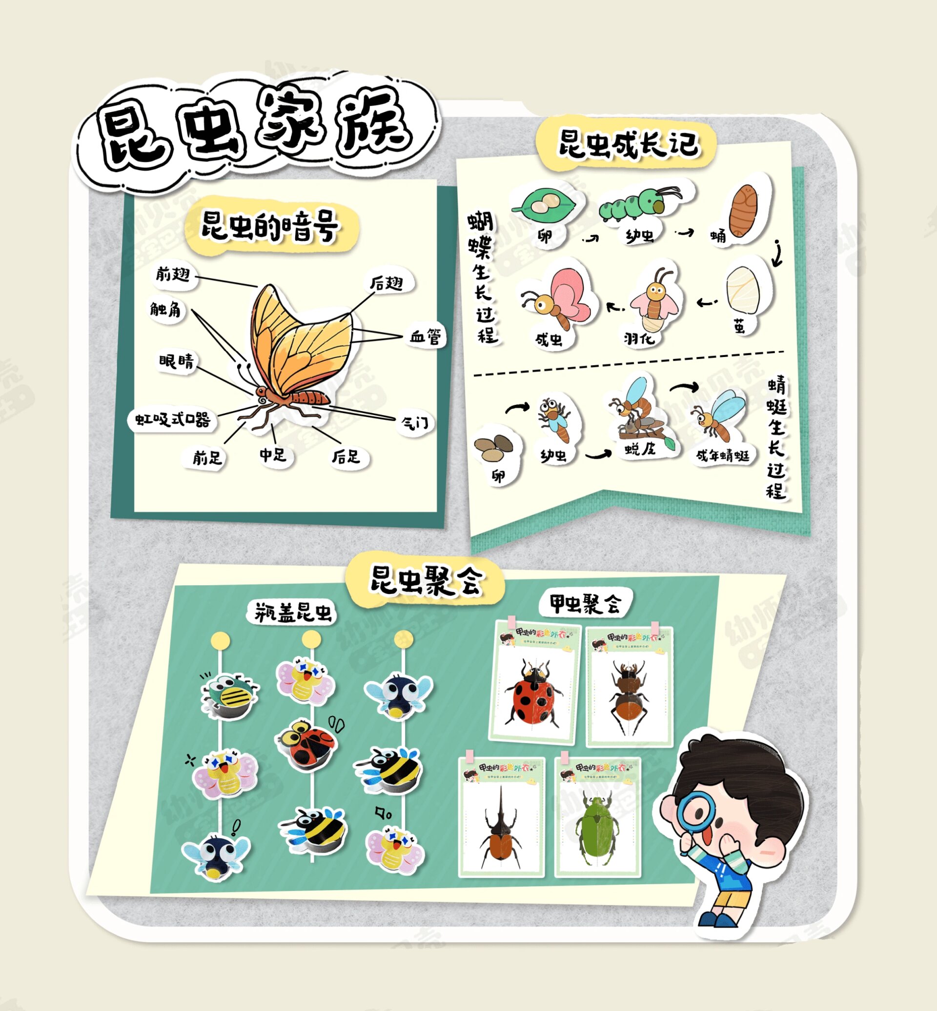 昆虫记主题活动环创:昆虫家族