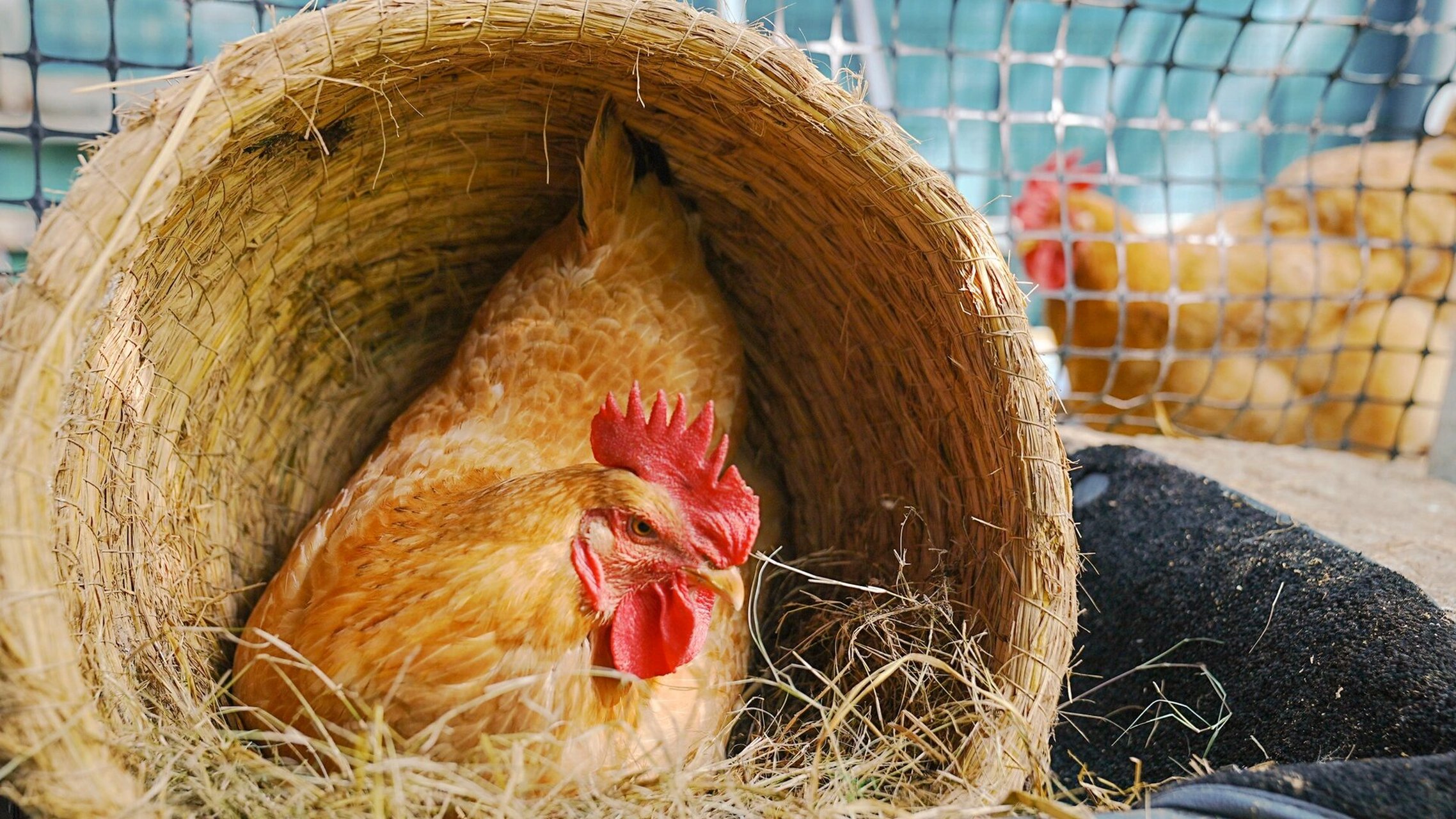 每天都在努力下蛋的母鸡最美 半年时间小母鸡们已经在下蛋了,每天都很