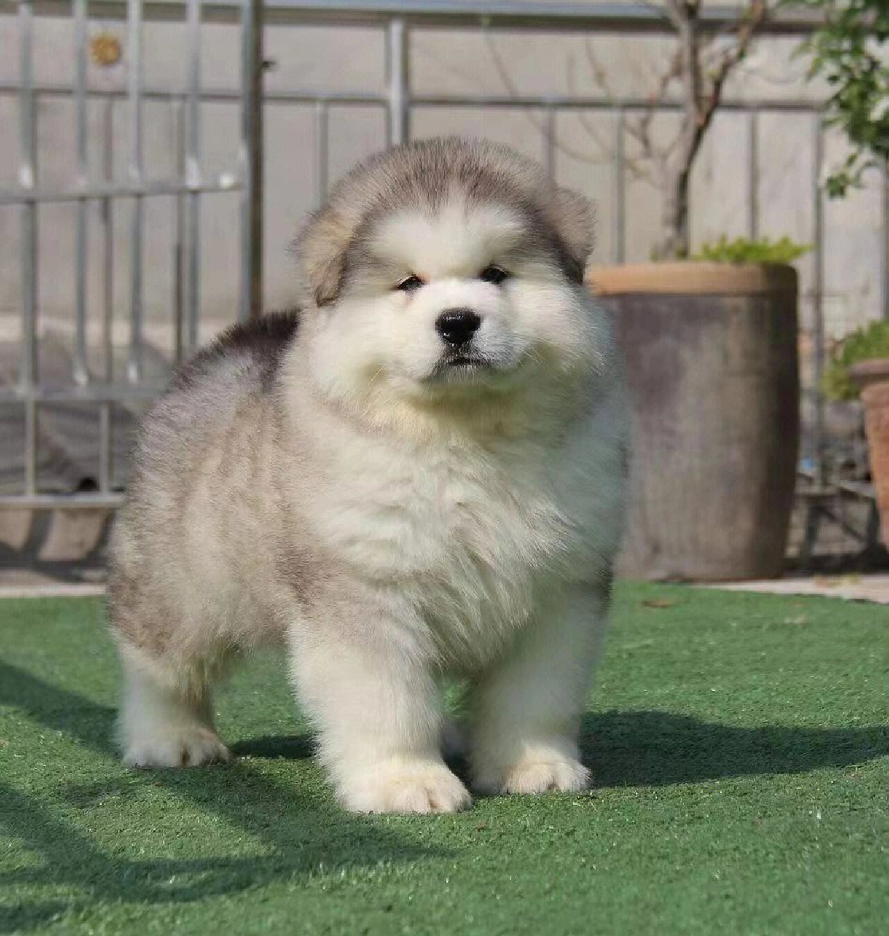阿拉斯加 阿拉斯加雪橇犬(英文名:alaskan malamute)也叫阿拉斯加犬