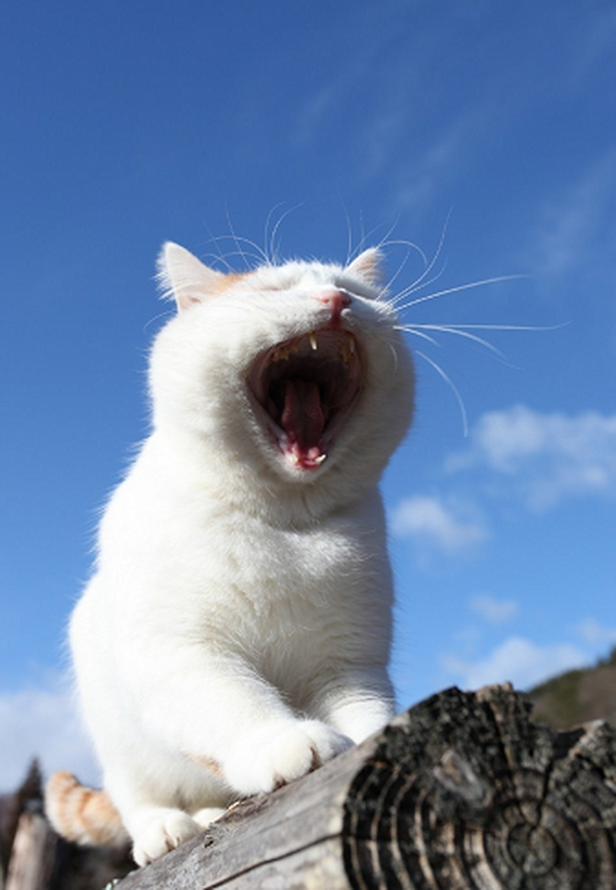 日本网红猫咪猫叔去世#曾以头顶万物的造型和无忧无虑的生活状态被