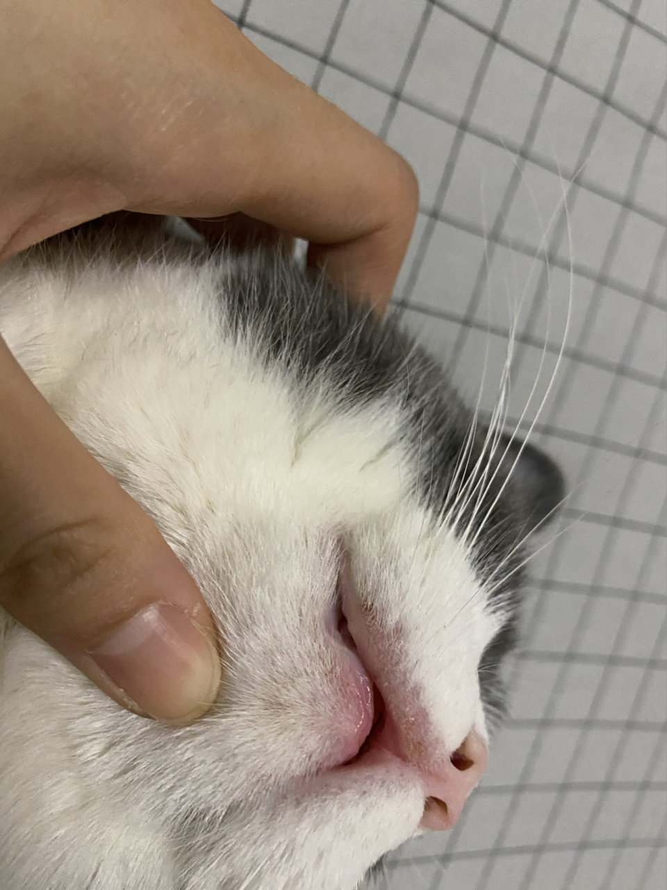 猫咪嘴巴这一边突然觉得有点红而且自己看看还有点肿是不是猫藓啊?