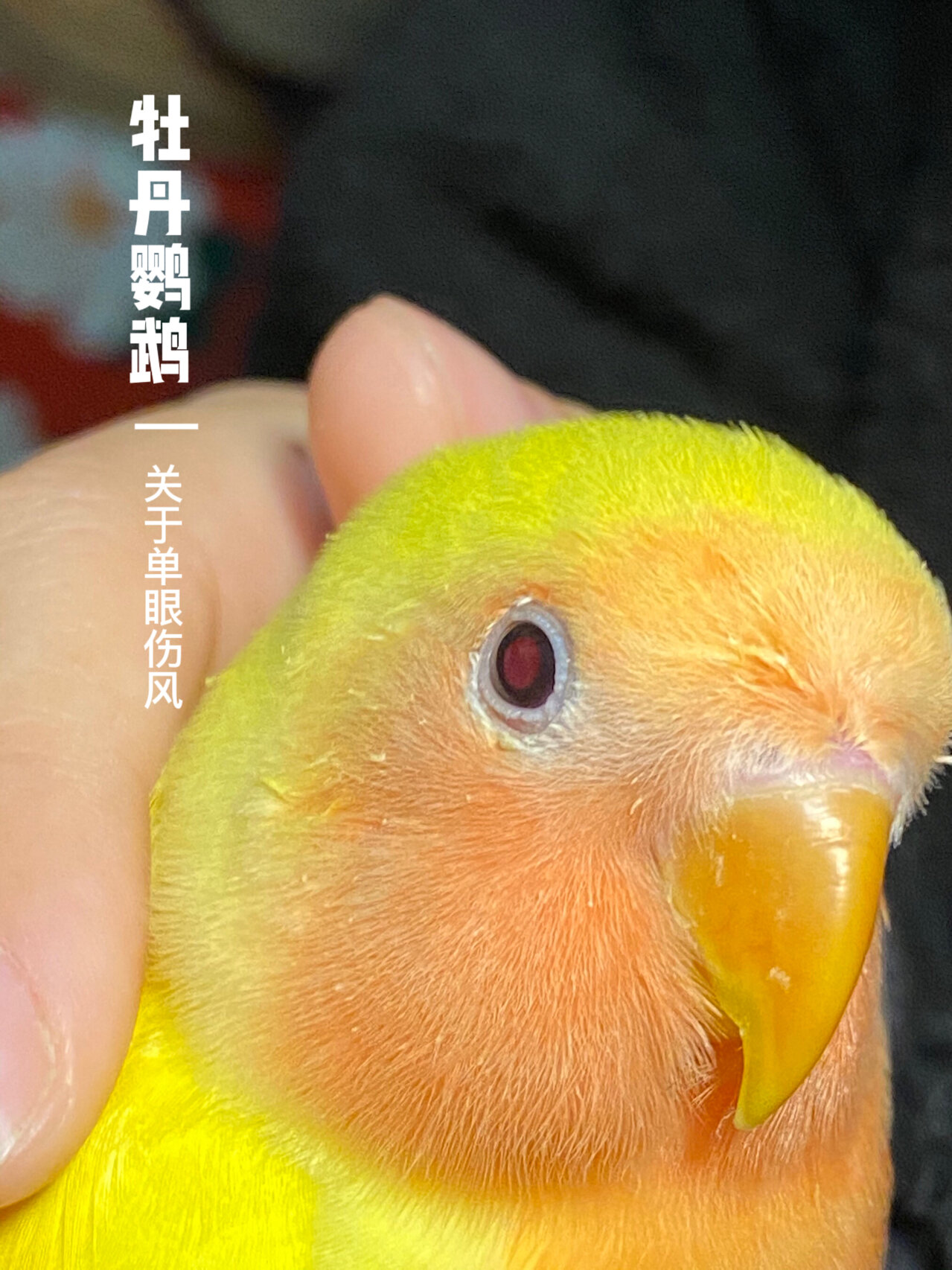 牡丹鹦鹉|关于单眼伤风 单眼伤风症状: 流眼泪,眼睛周围掉毛,流脓