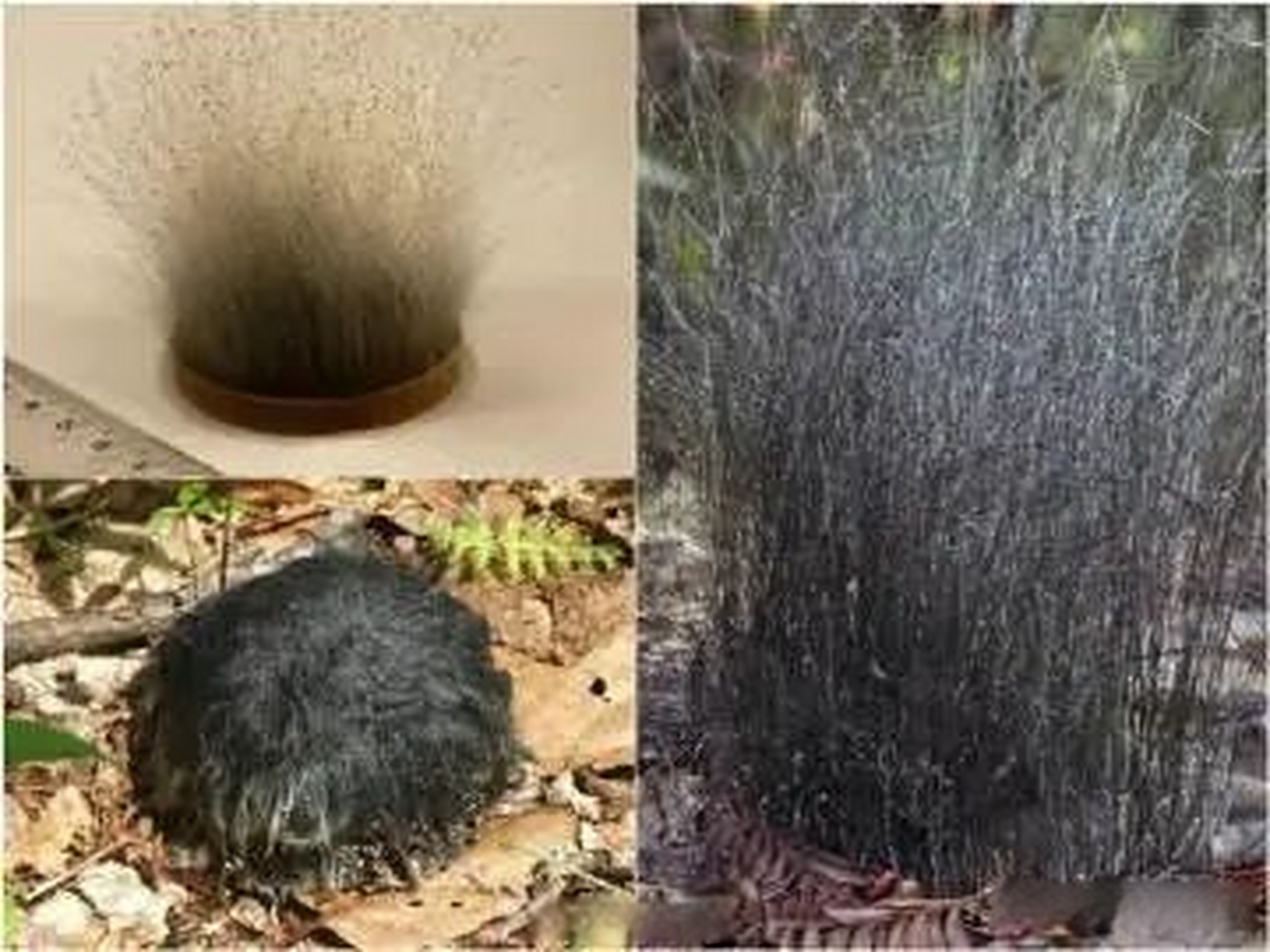 便便也长头发?  这是布拉克须霉 经常能在各种哺乳动物的粪便上看到它